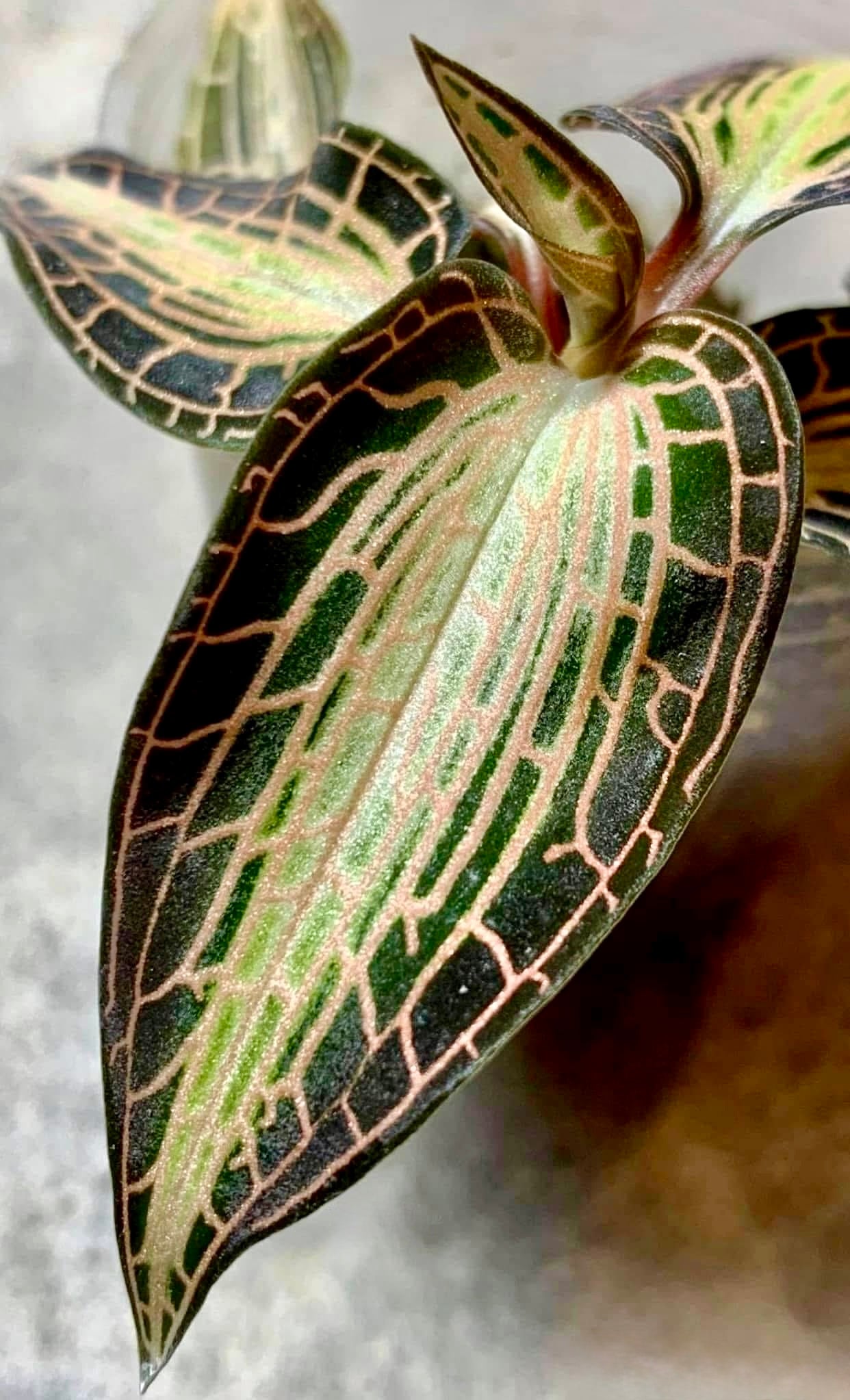 Goodyera pusilla “Milky Way”