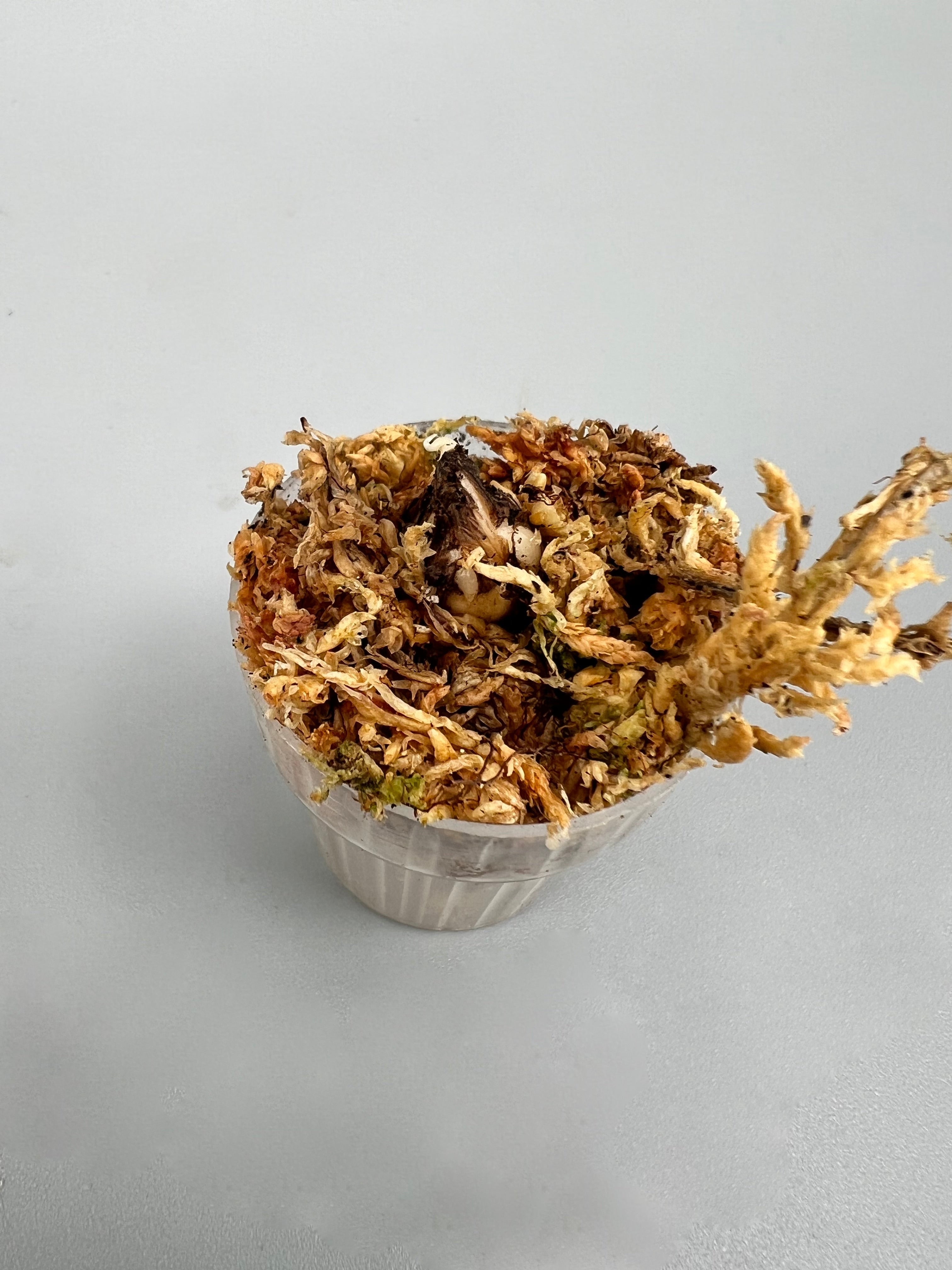 Alocasia Bambino Pink Variegata (eitjes, knolletjes)