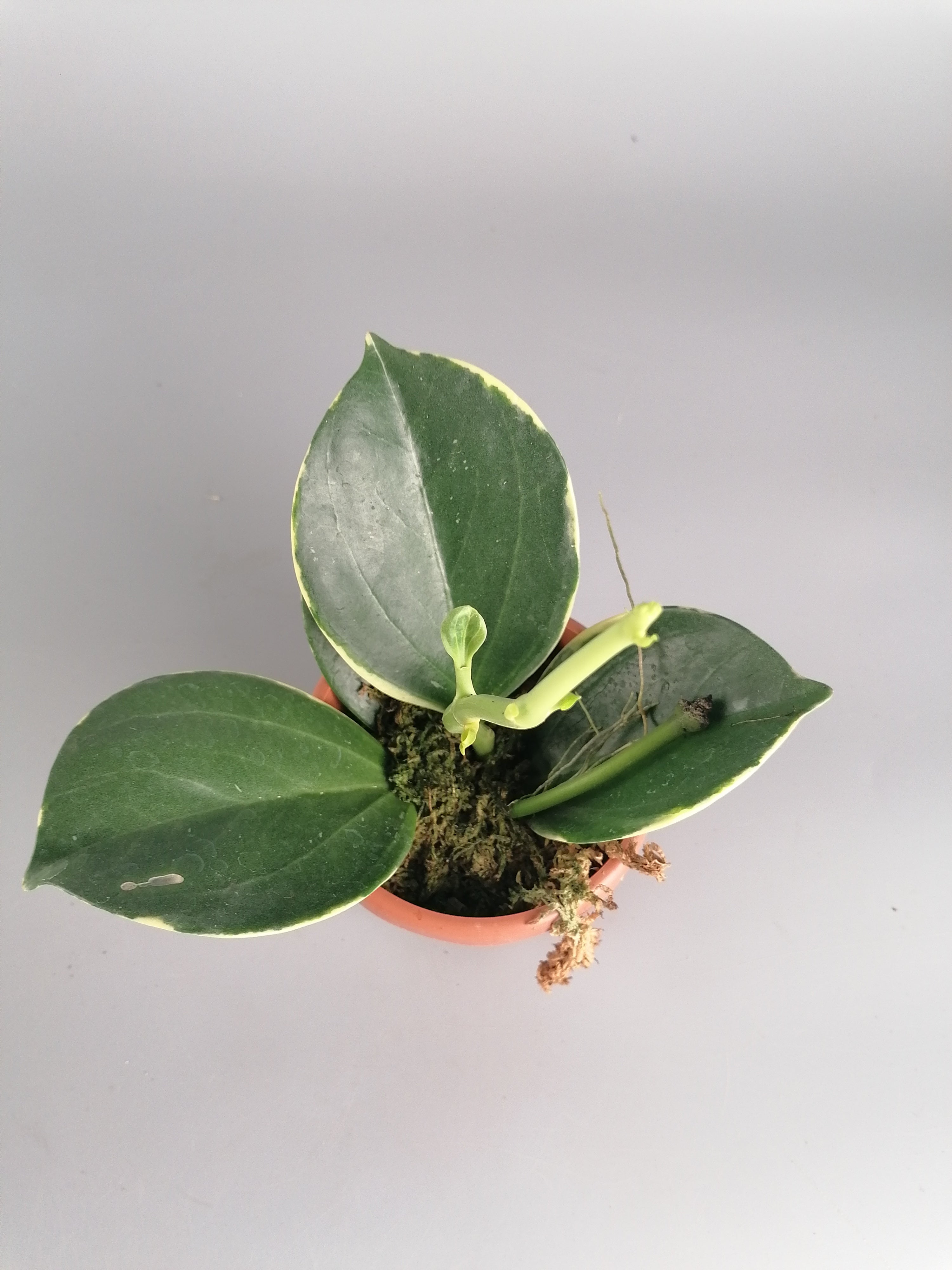 Hoya Pachyclada variegated "White" Big Leaves (Less Variegata)