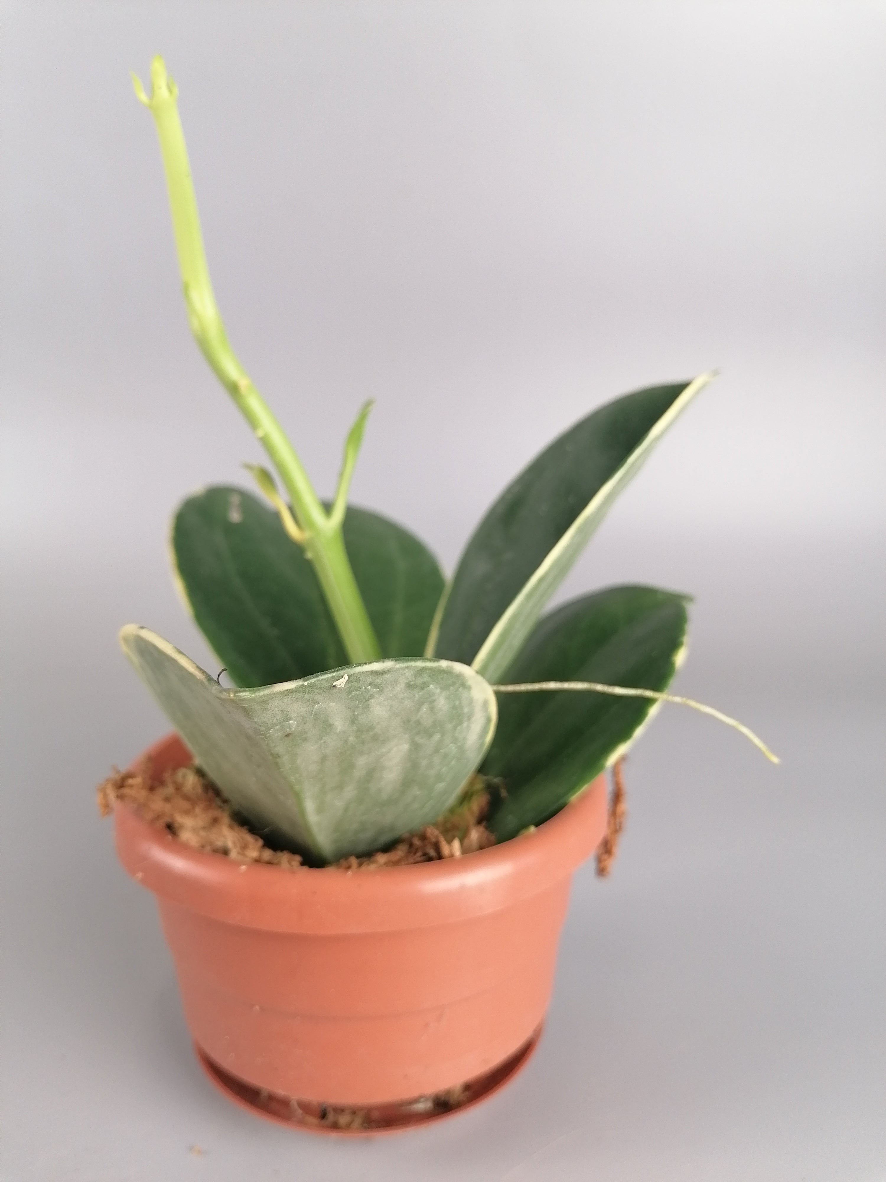 Hoya Pachyclada variegated "White" Big Leaves (Less Variegata)