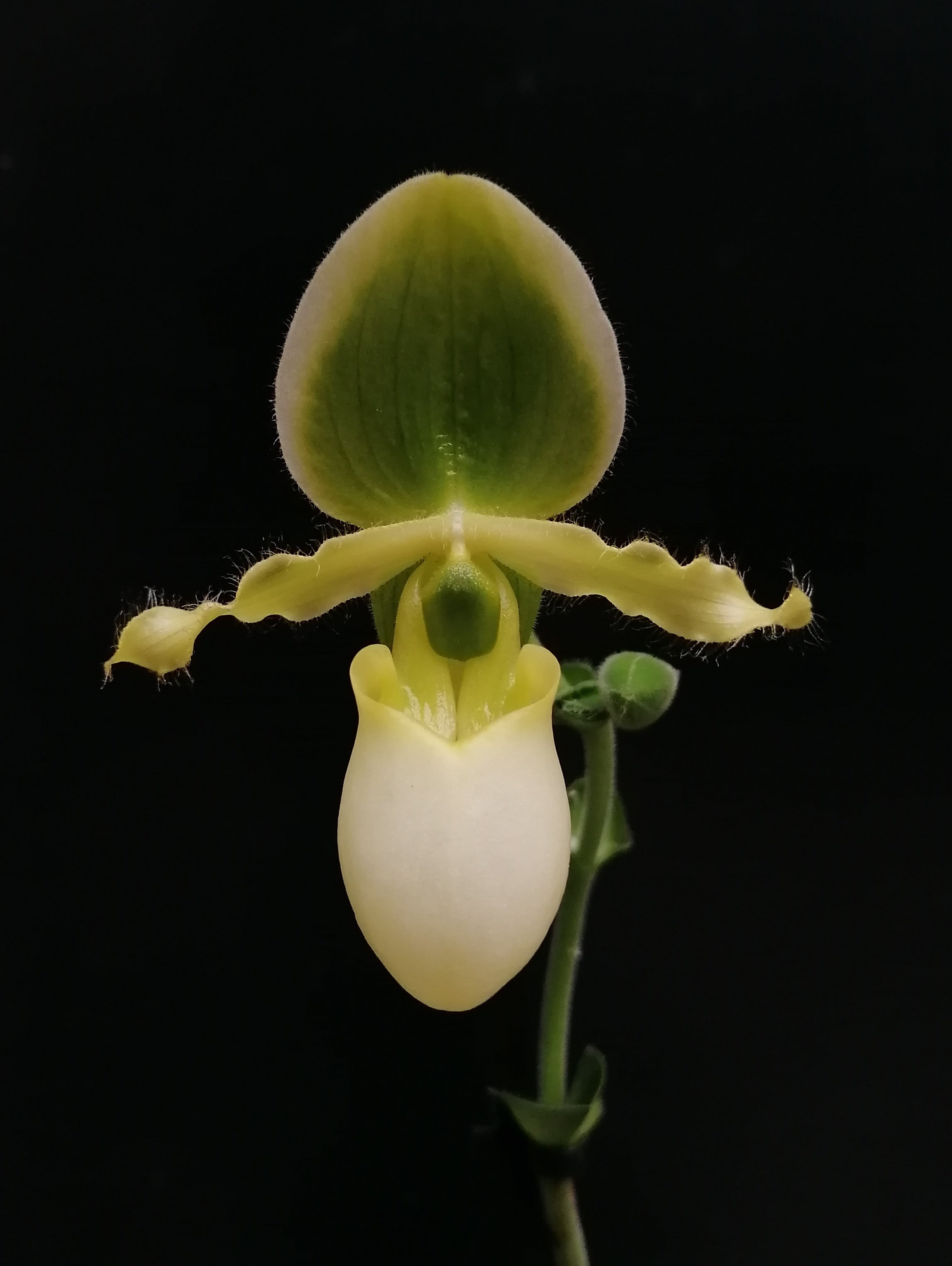 Paphiopedilum primulinum