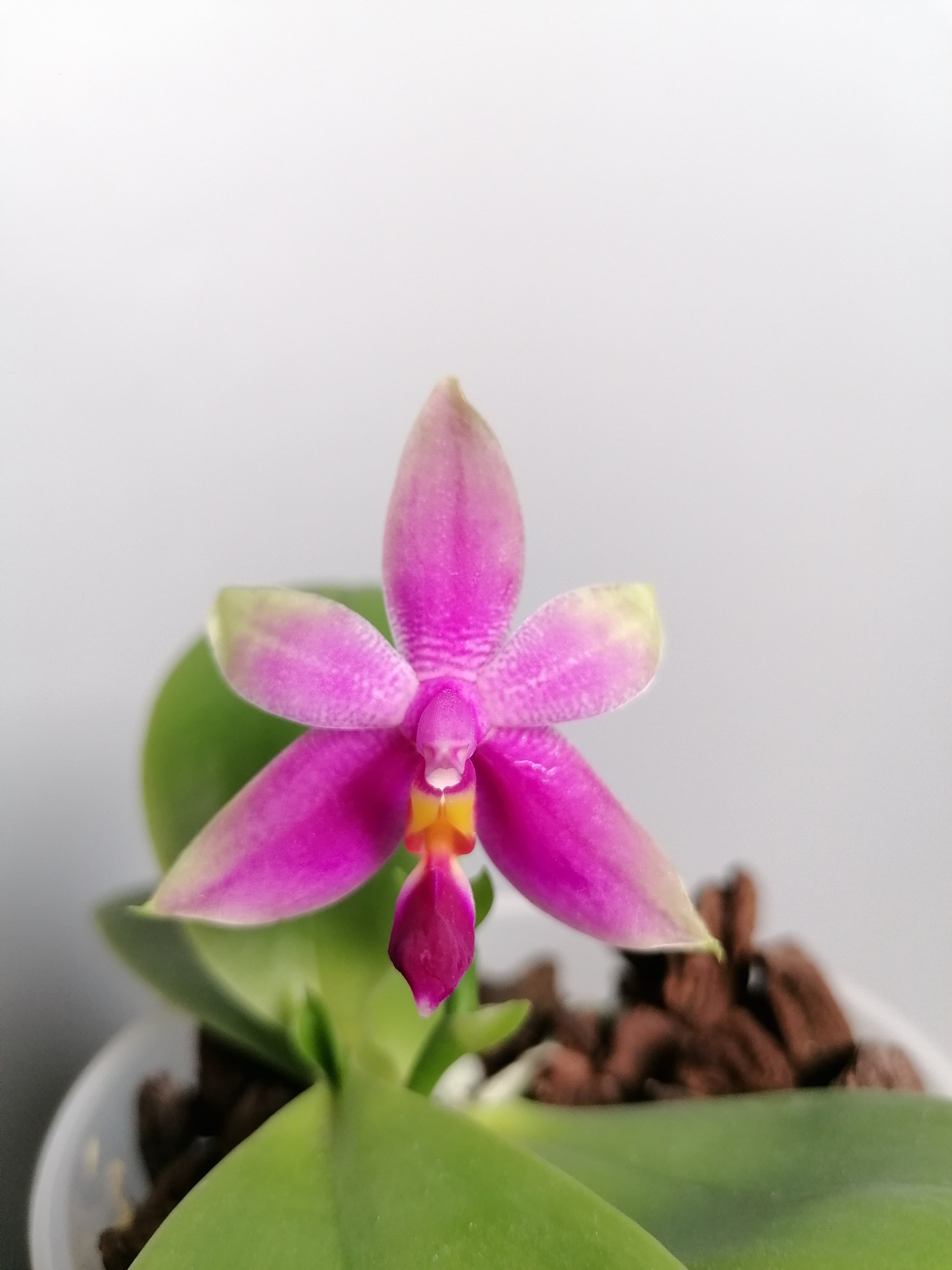 Phalaenopsis violacea "Malaysia"