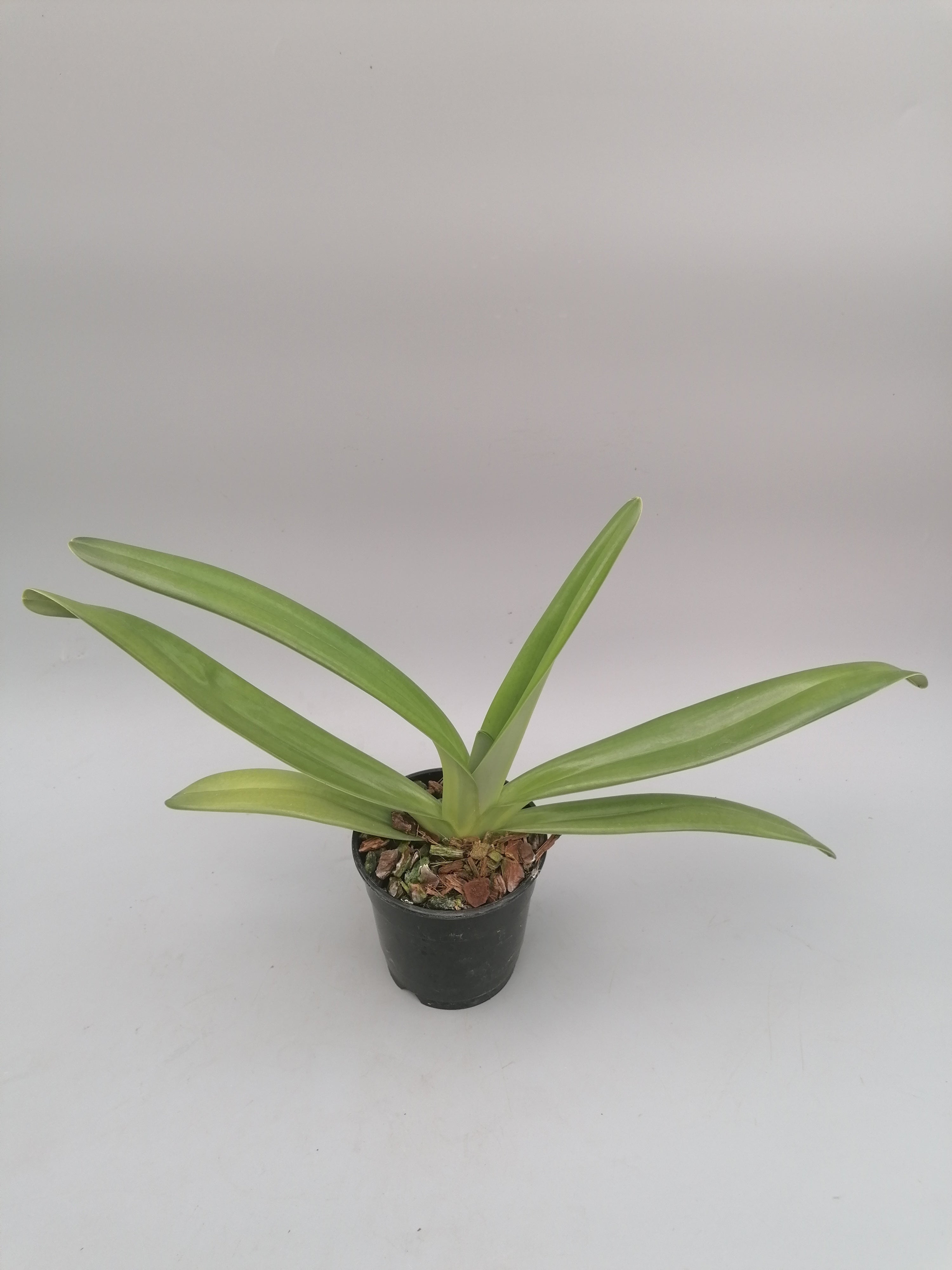 Paphiopedilum rothschildianum ''USA''