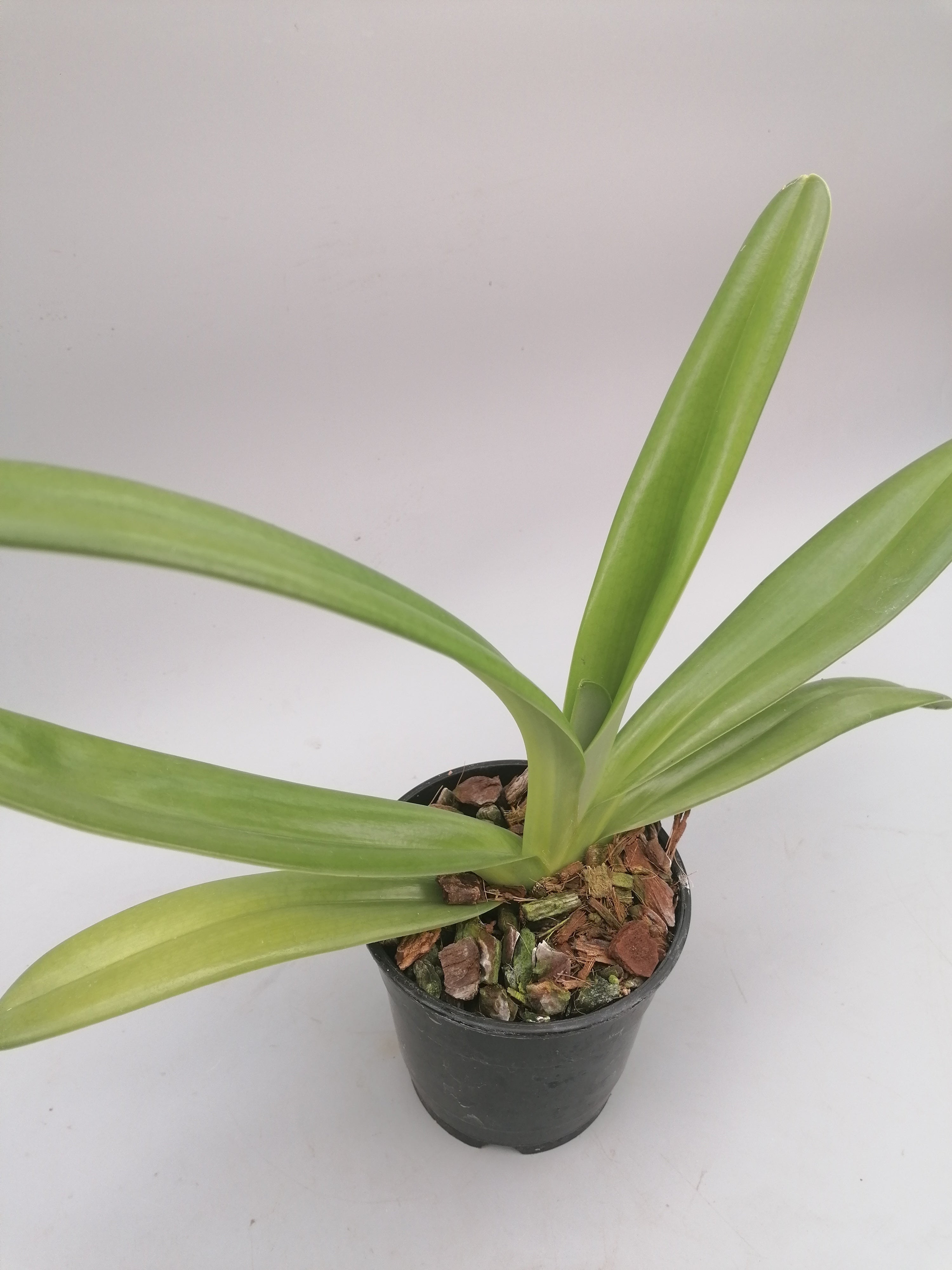 Paphiopedilum rothschildianum ''USA''