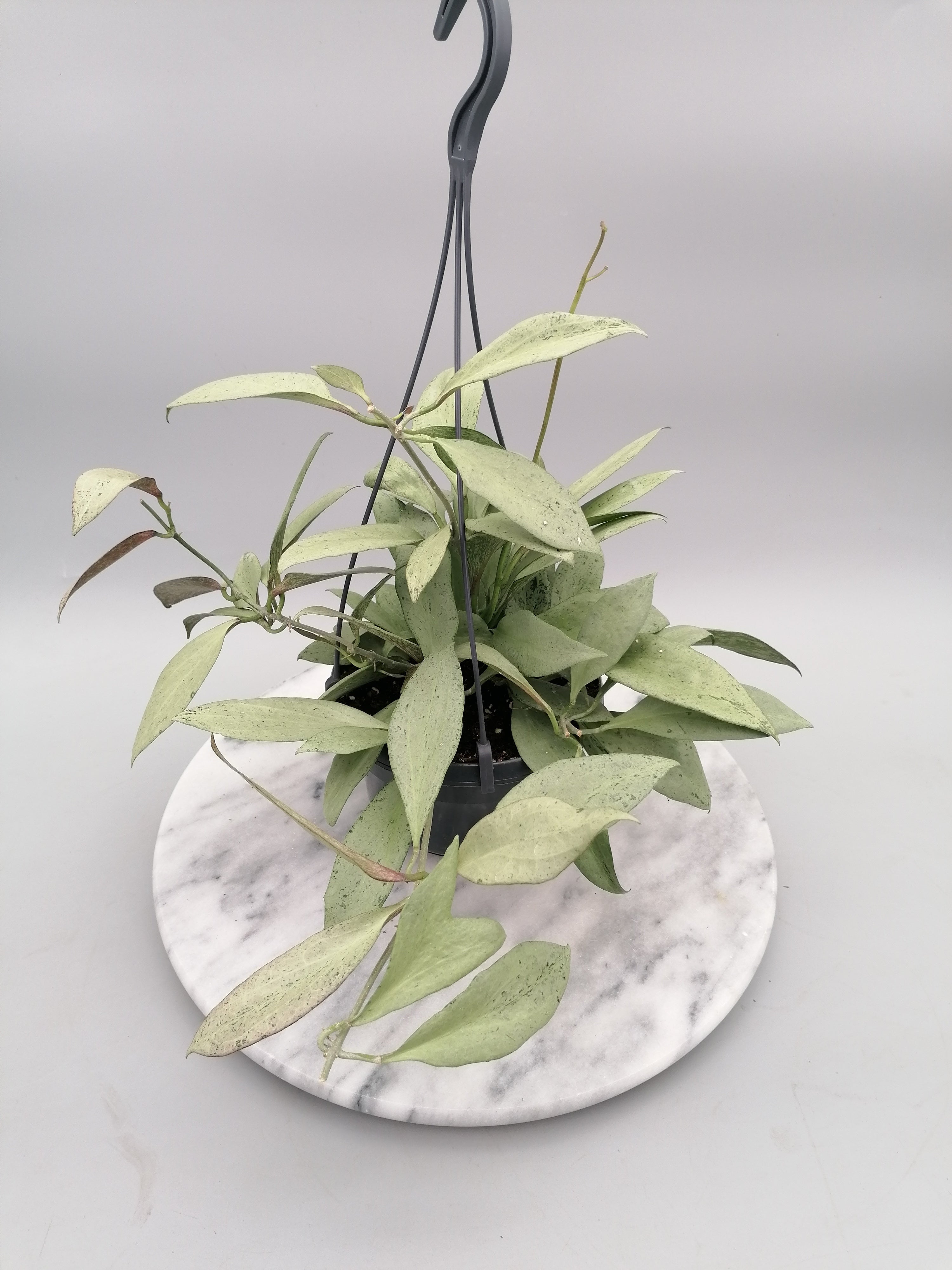 Hoya nicholsoniae New Guinea Ghost "Big Plant"