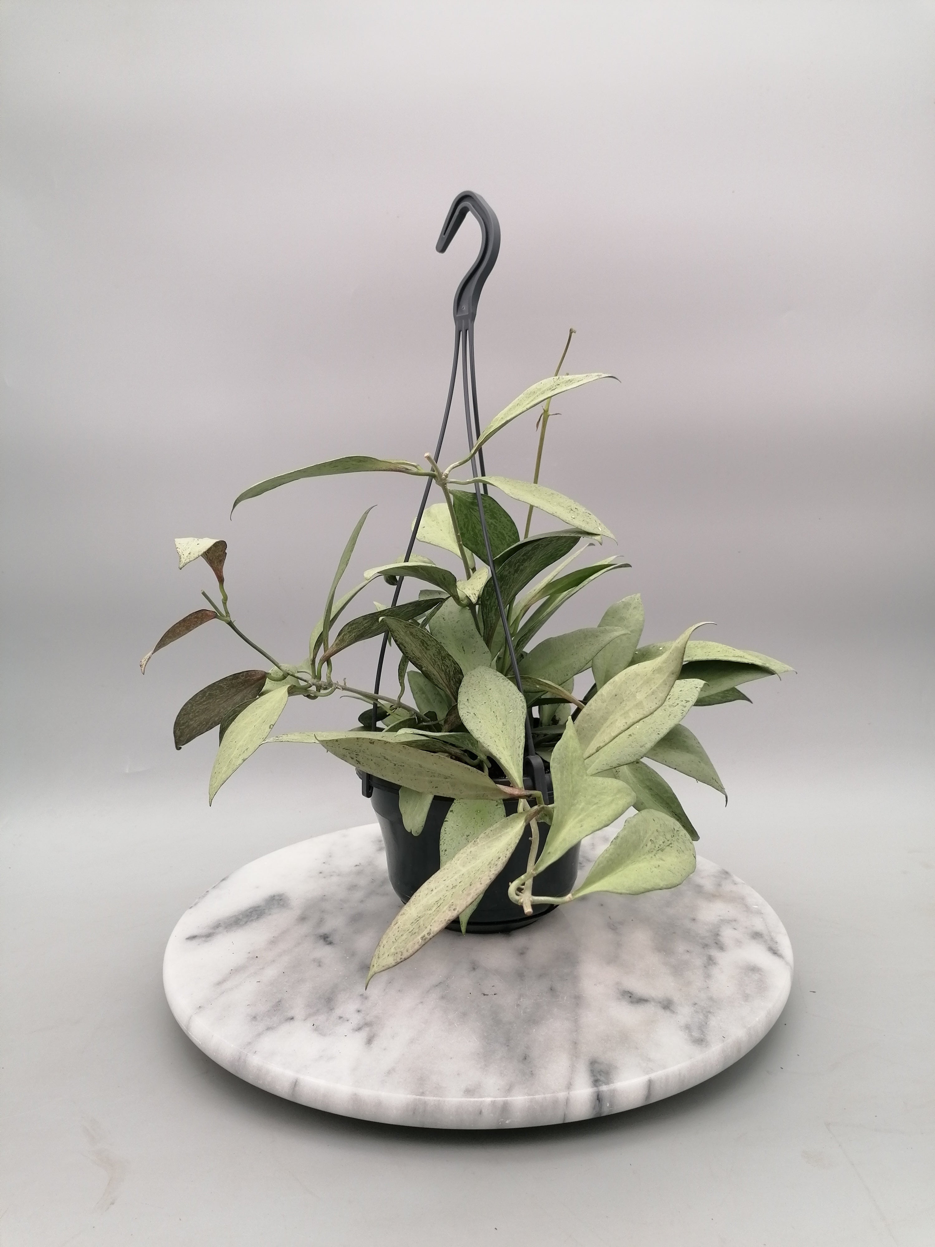 Hoya nicholsoniae New Guinea Ghost "Big Plant"