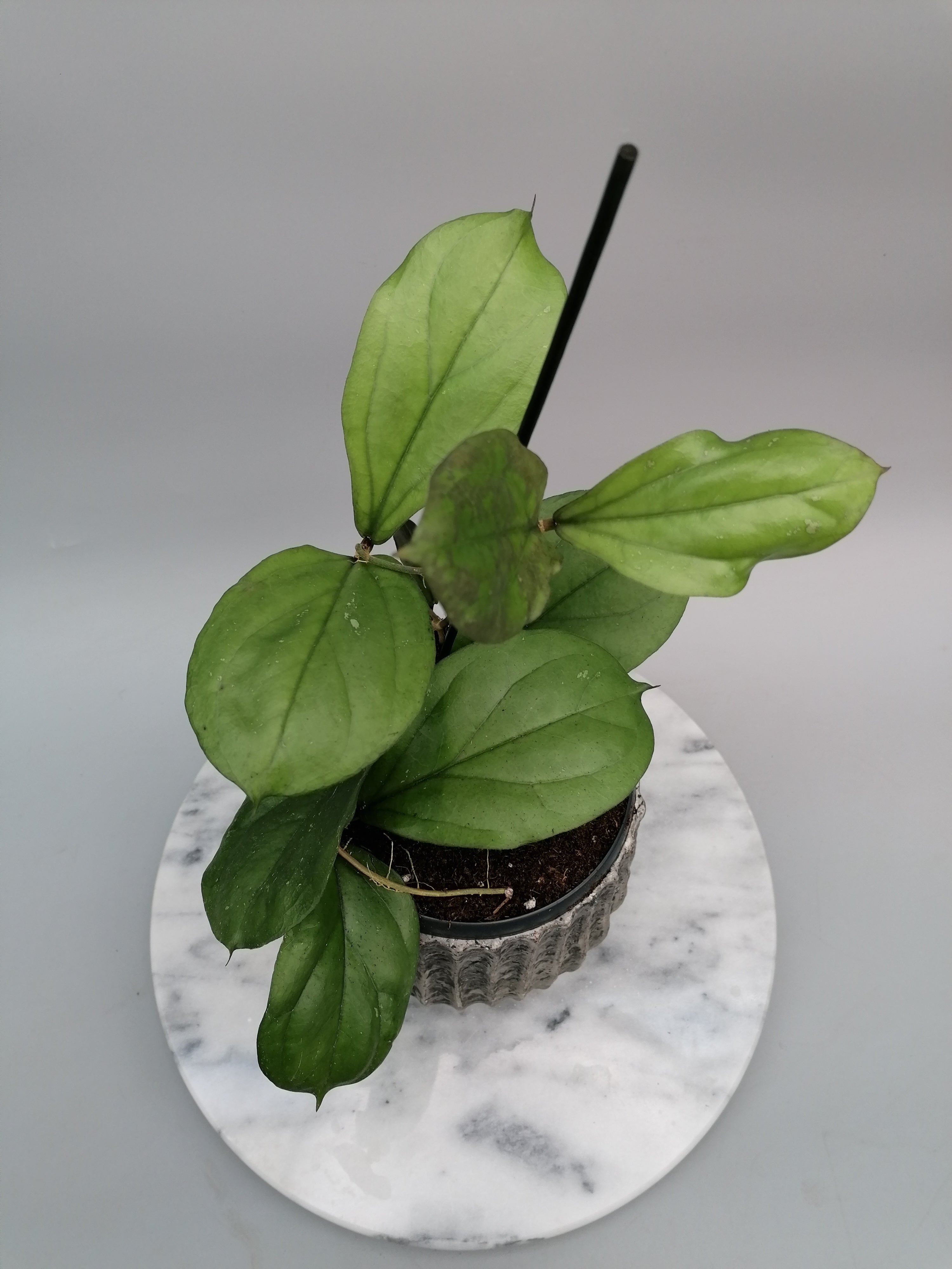 Hoya lambii (Big Plant)