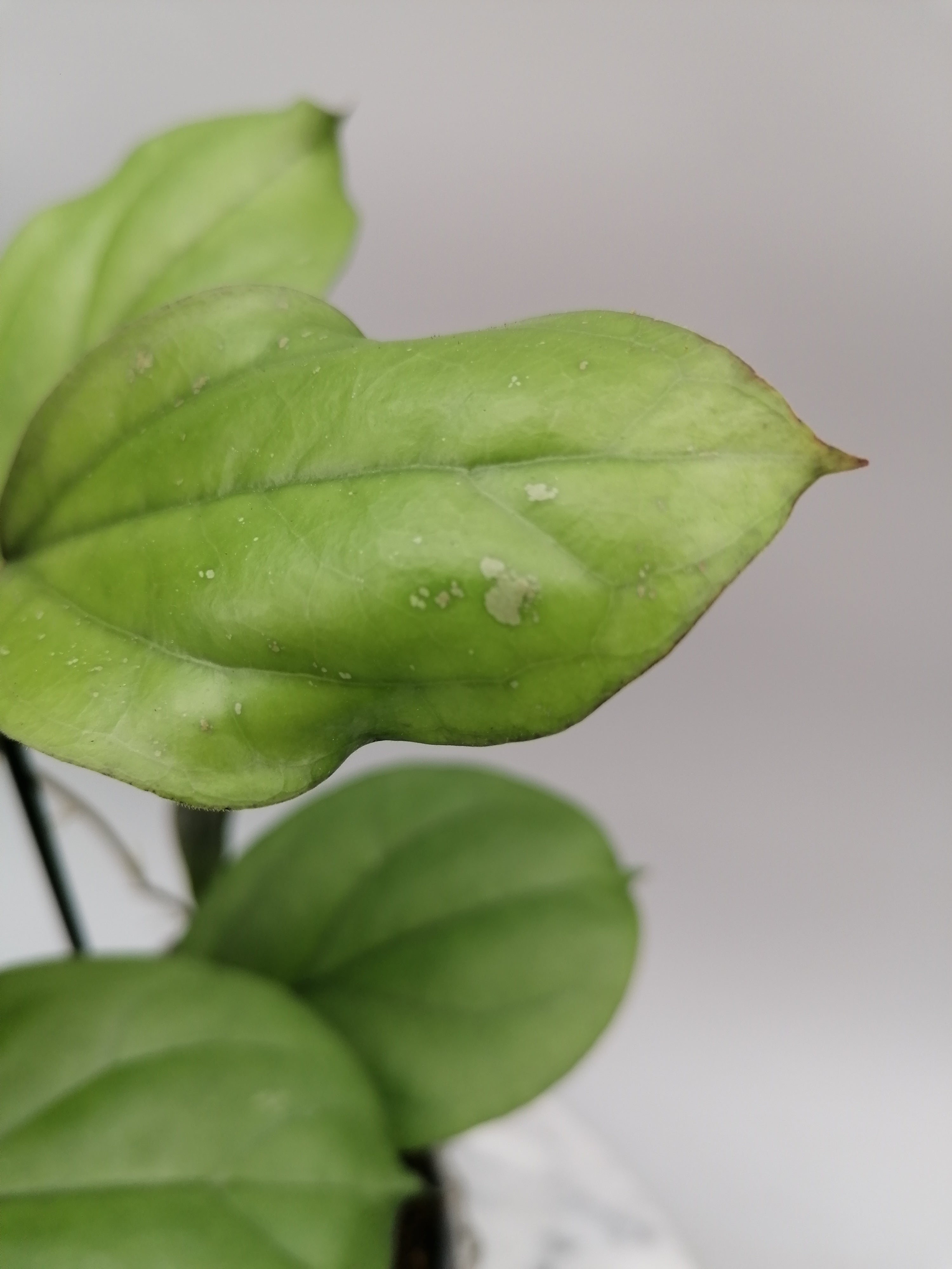 Hoya lambii (Big Plant)