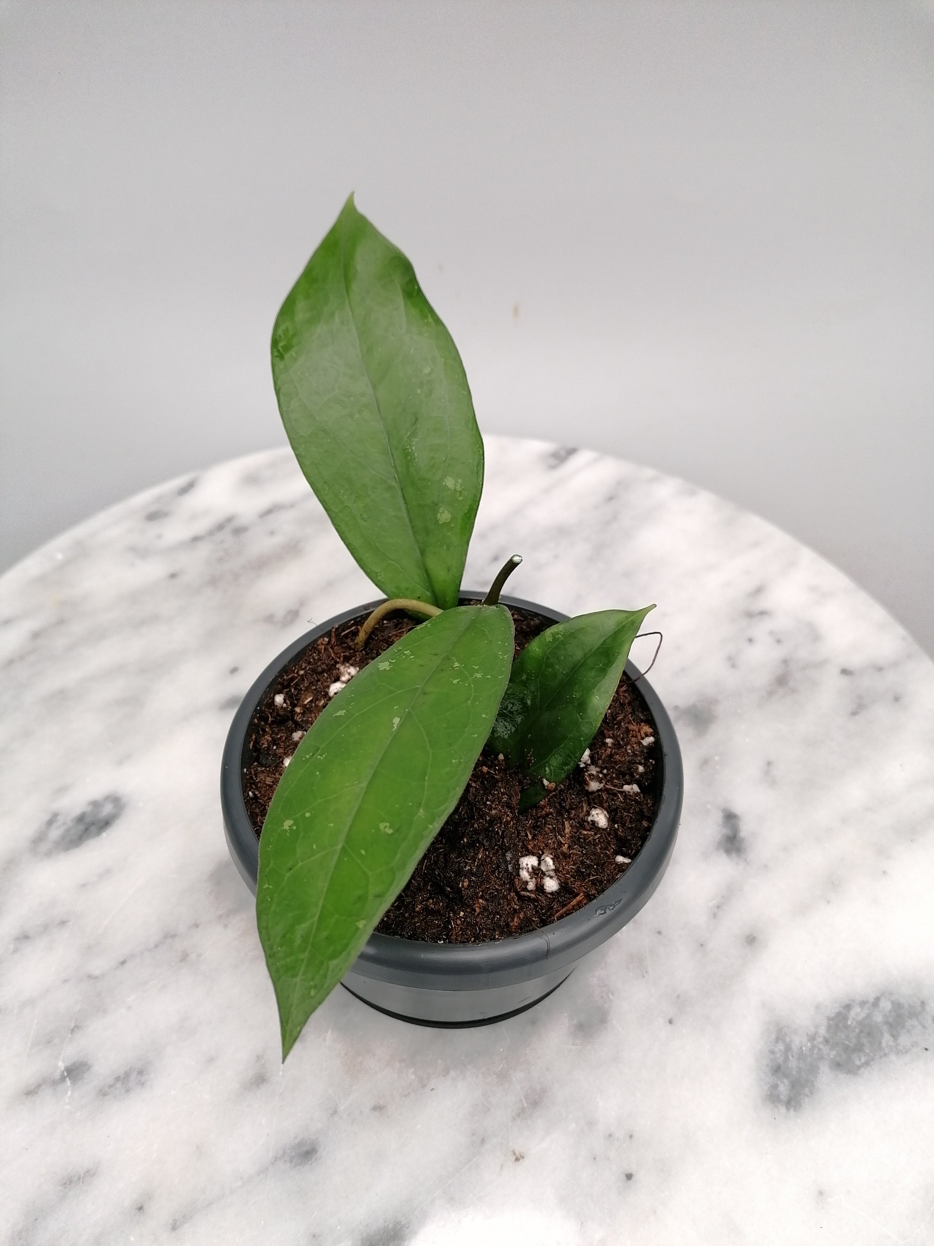 Hoya lambii (Small Plant)