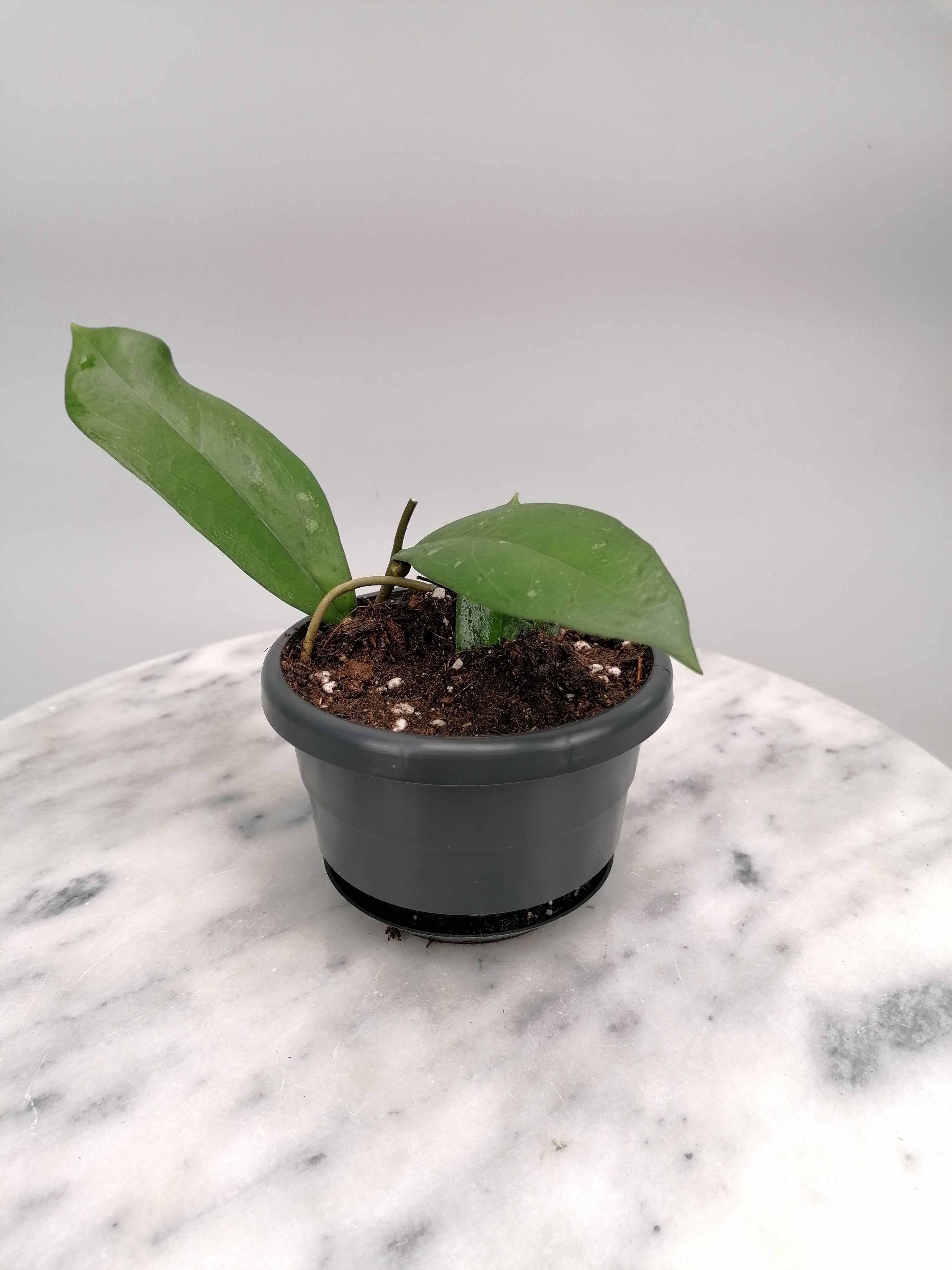 Hoya lambii (Small Plant)