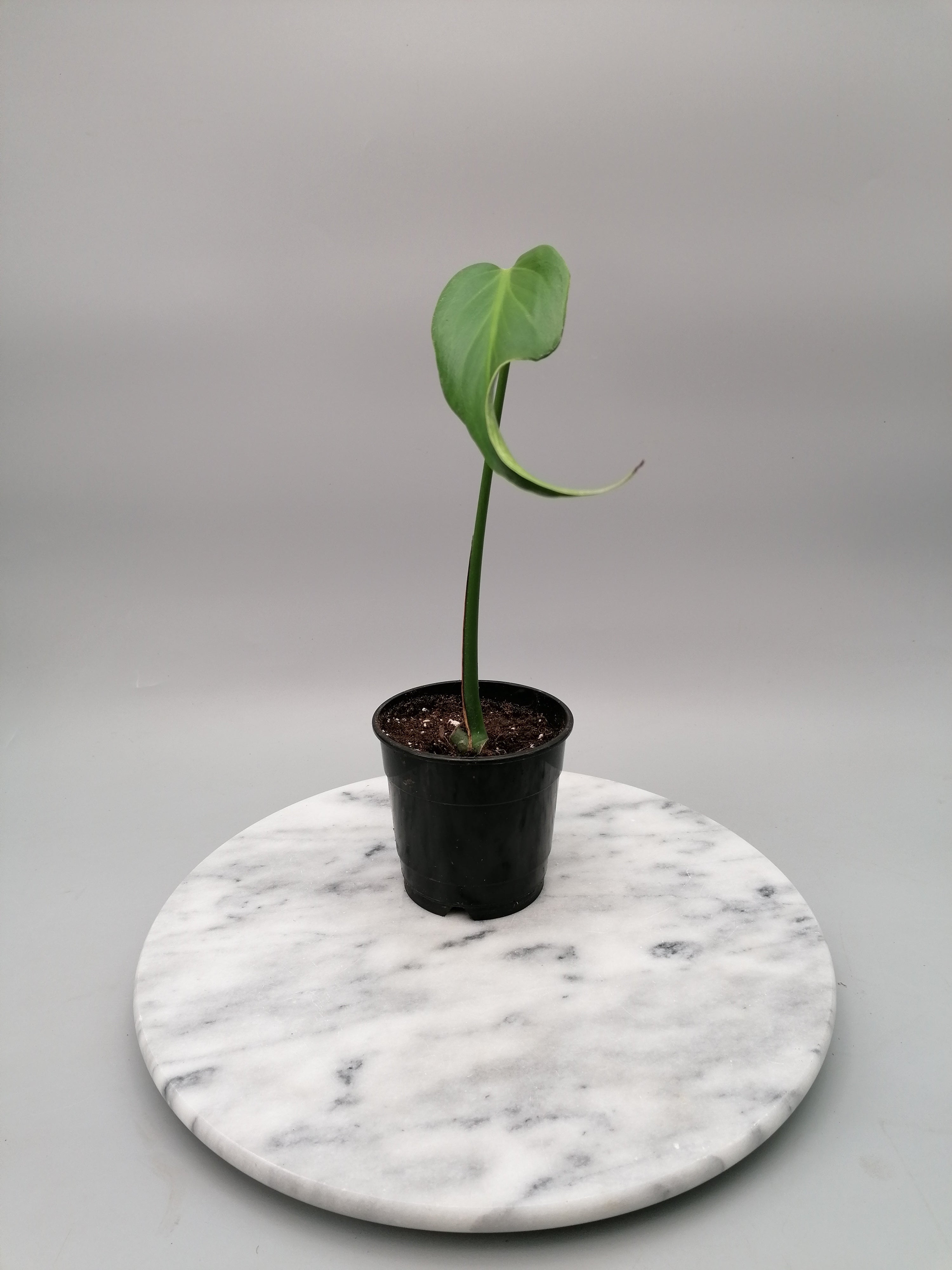 Monstera 'Burle Marx Flame' 1 Leaf (Cutting)