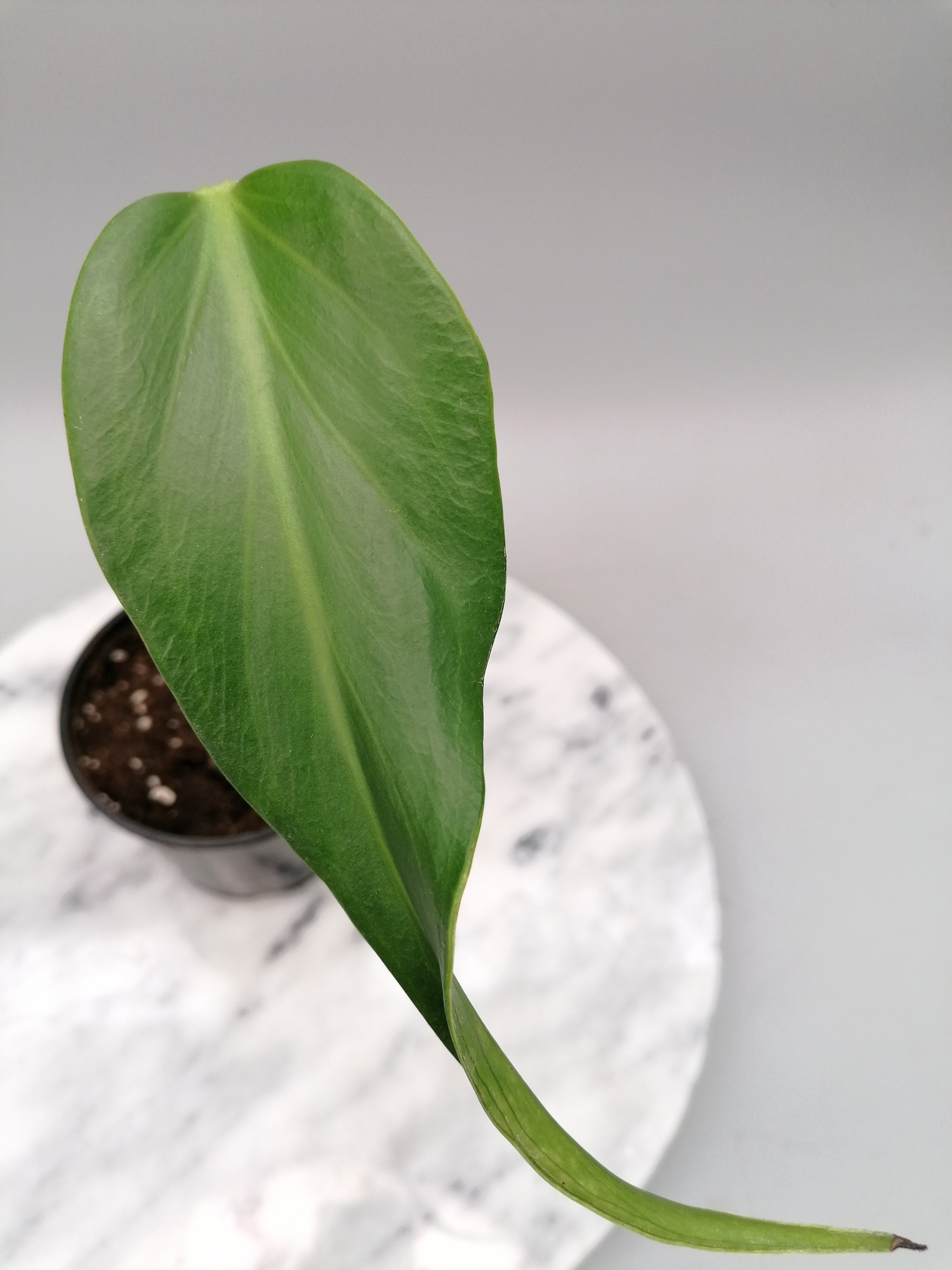 Monstera 'Burle Marx Flame' 1 Leaf (Cutting)
