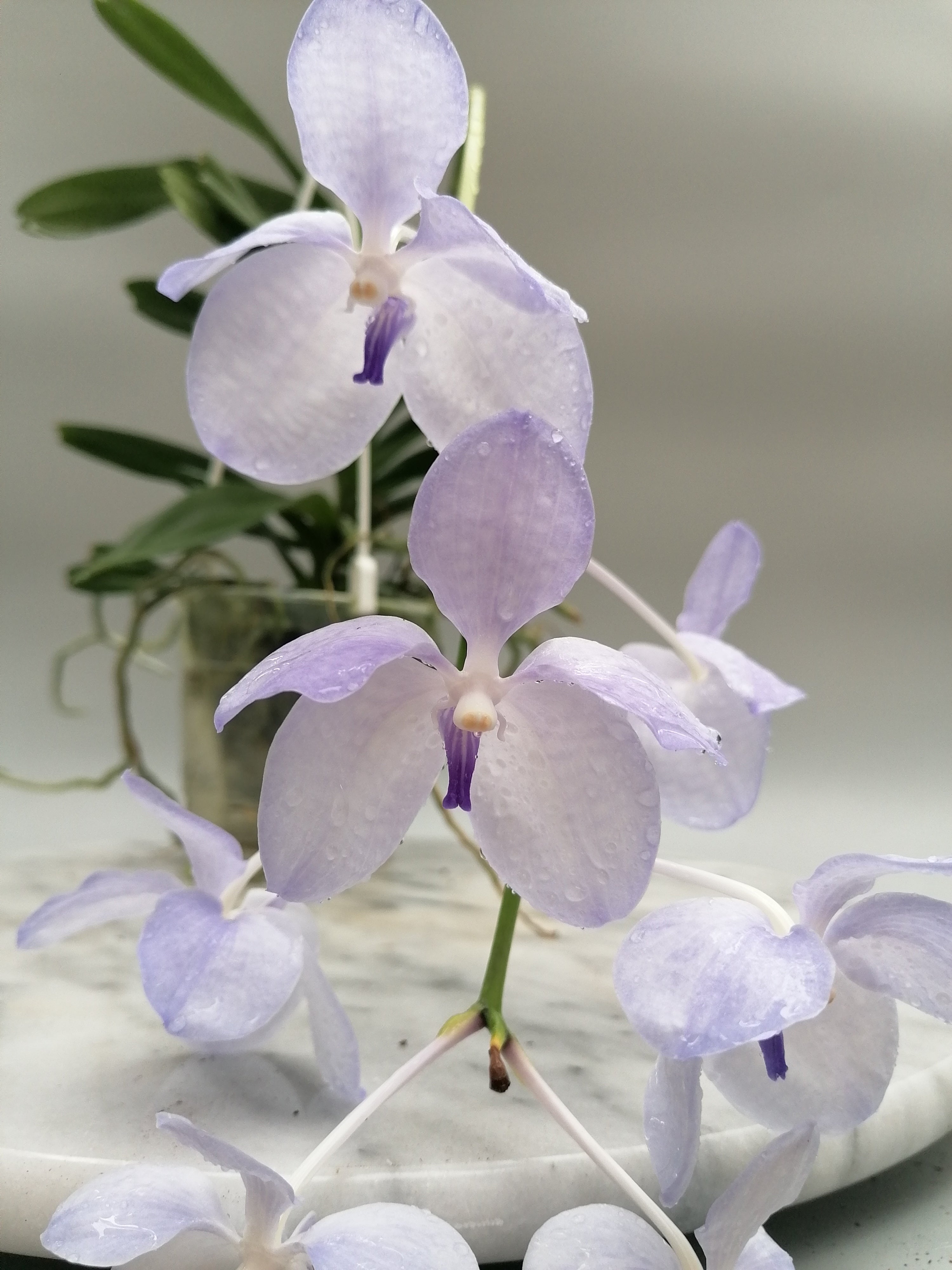 Vanda coerulea "Semi Alba"
