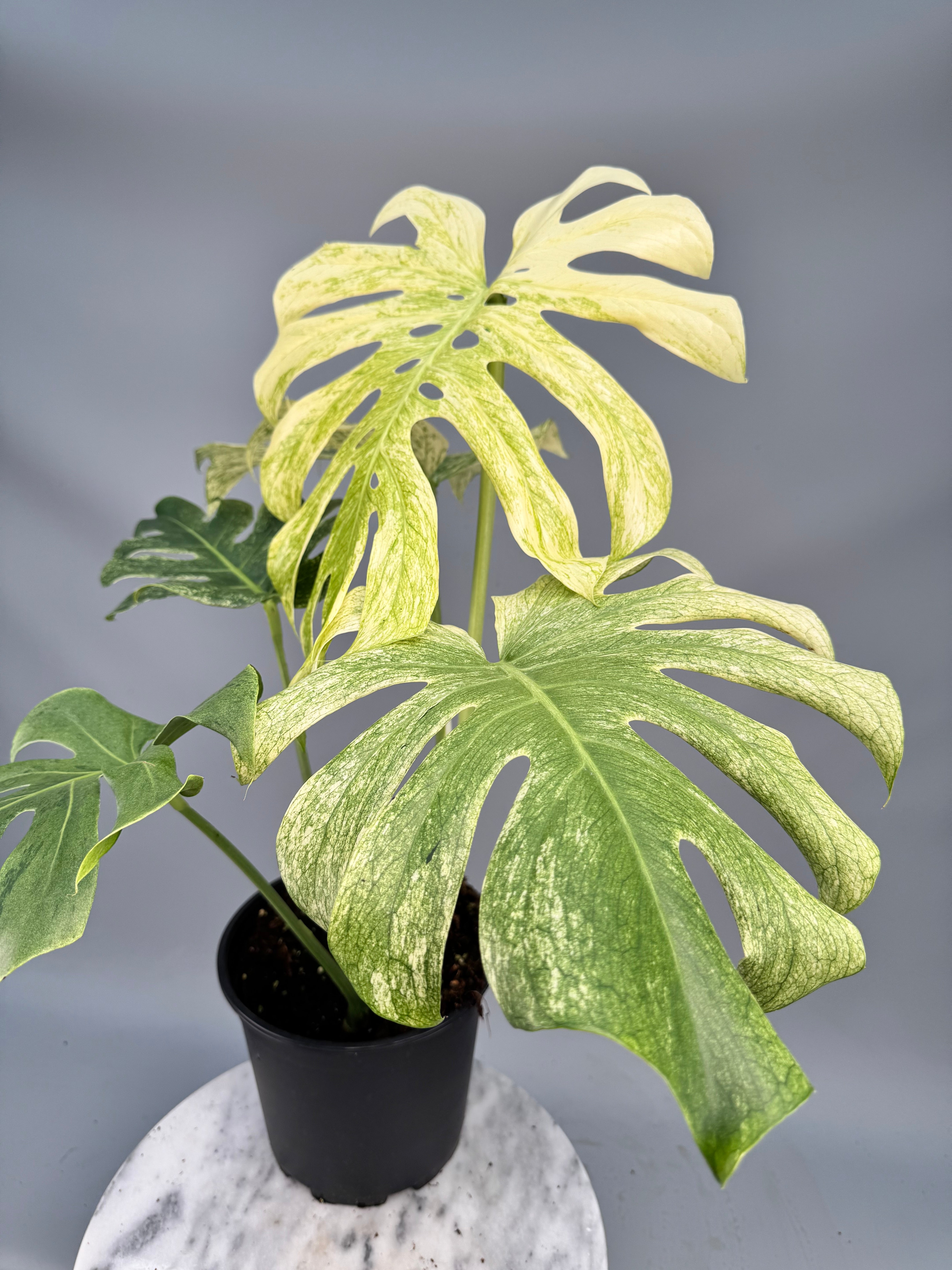 Monstera Full Mint deliciosa borsigiana Variegata