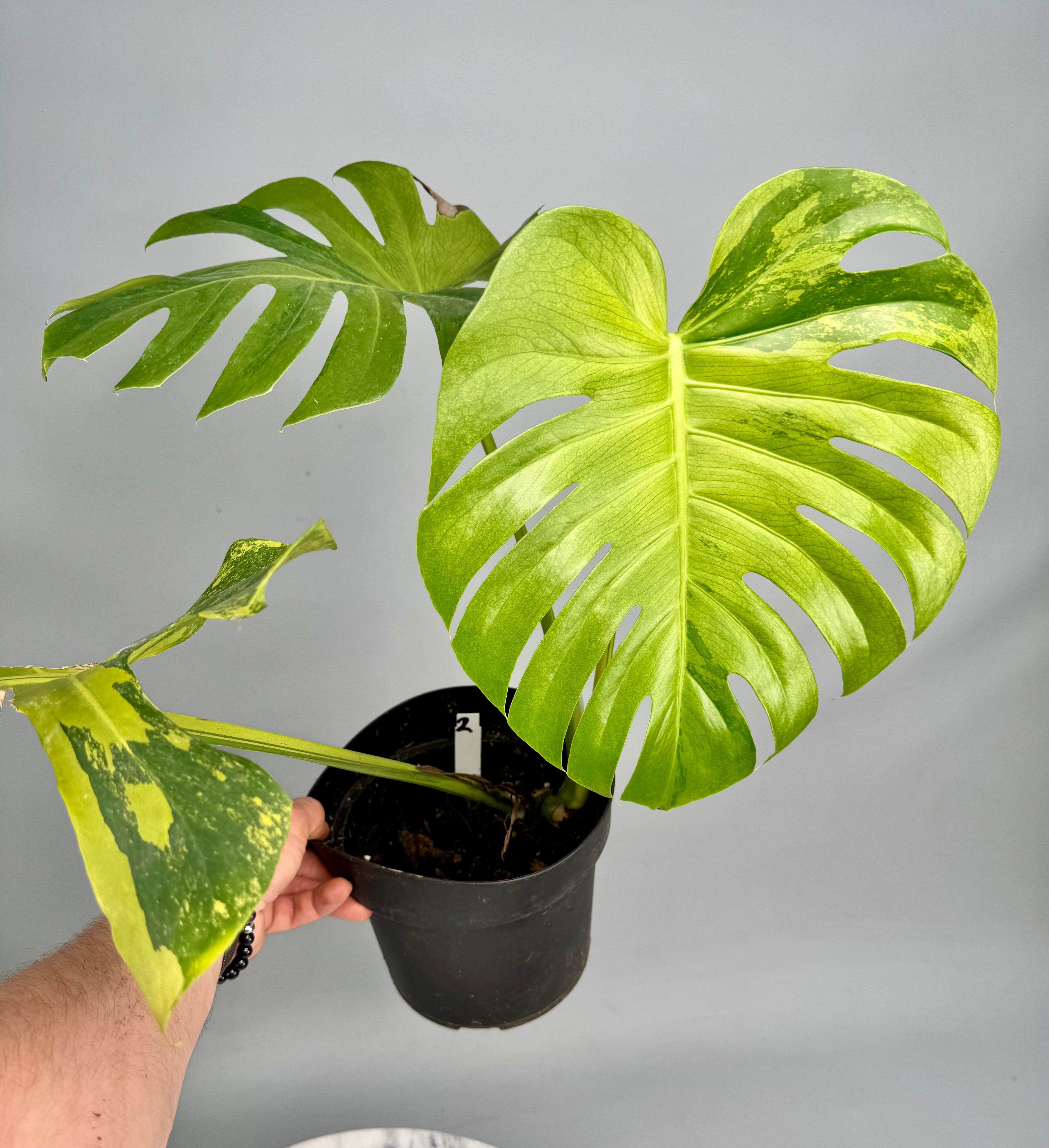 Monstera Ocean Mint "Almost Full Moon" nr 2