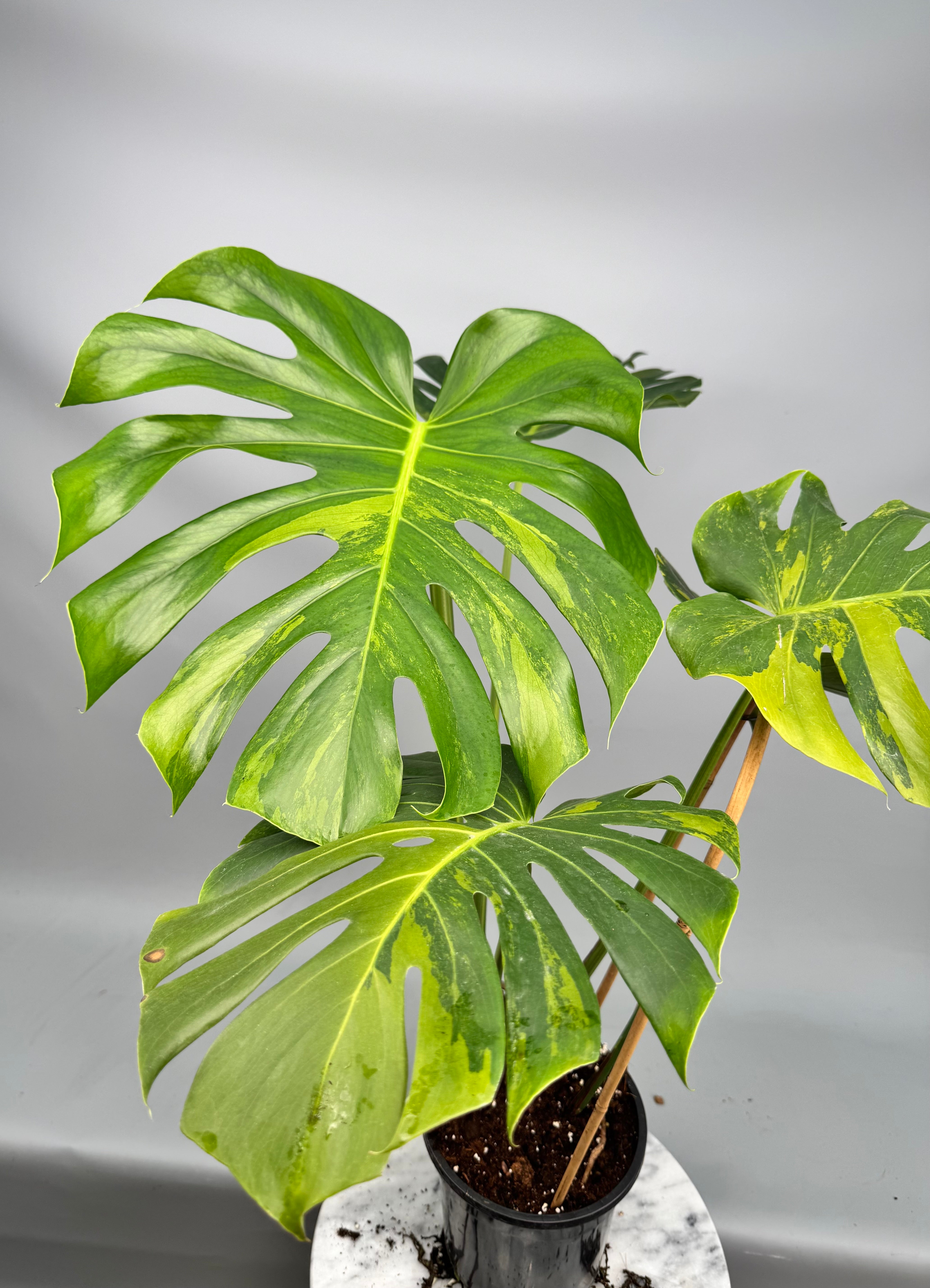 Monstera Ocean Mint (Nr 3.1)
