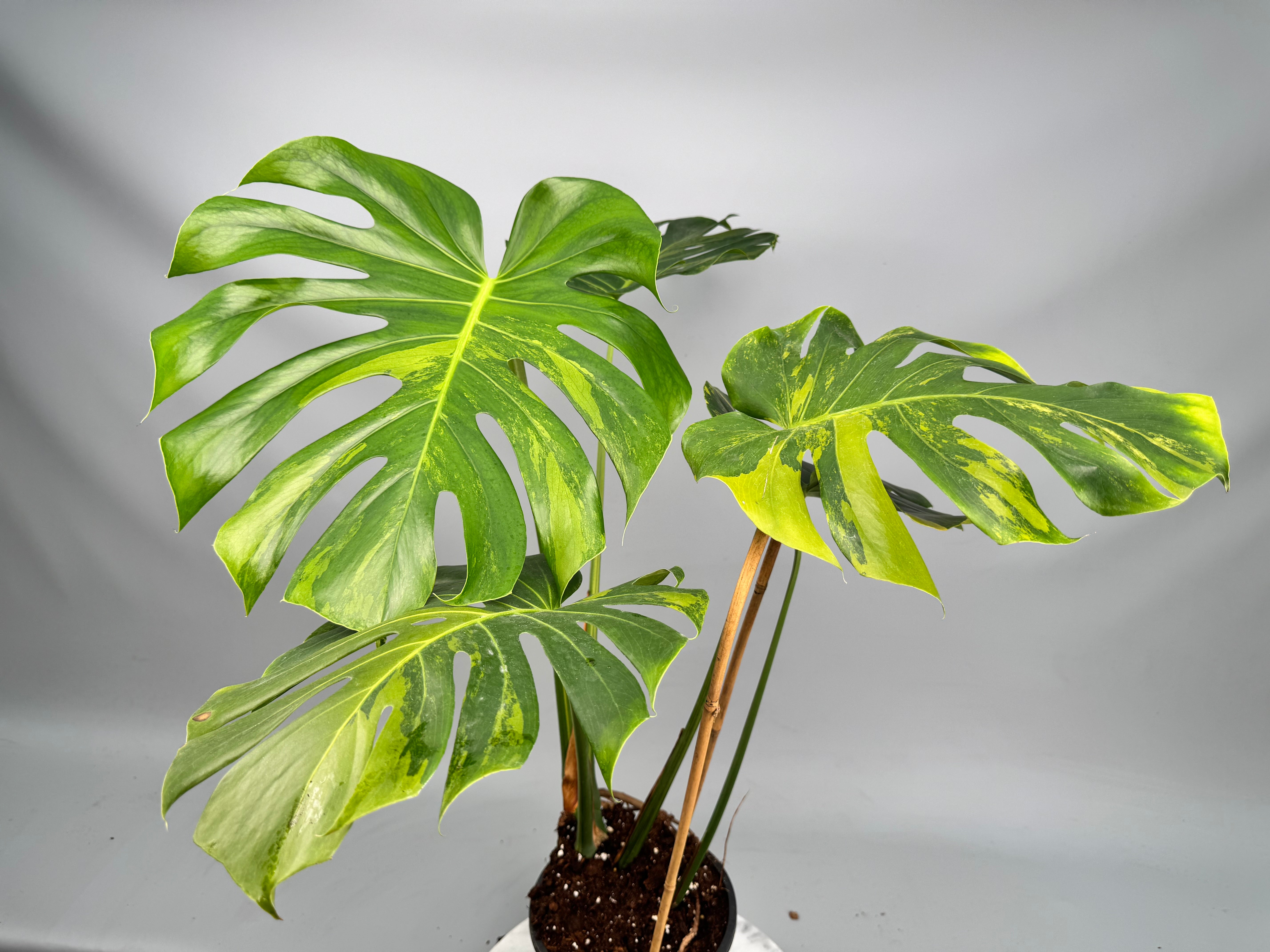 Monstera Ocean Mint (Nr 3.1)