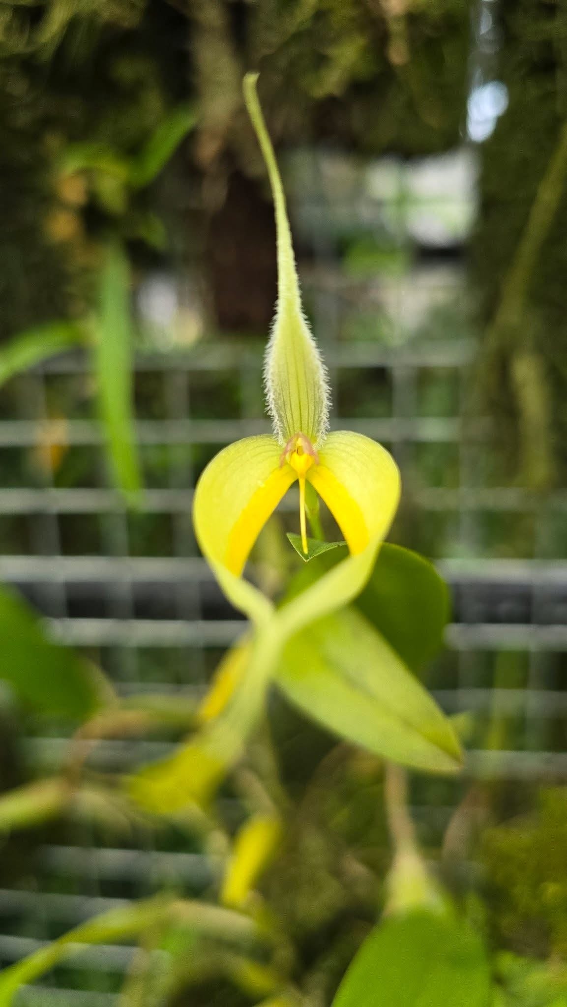 Bulbophyllum blumei var alba
