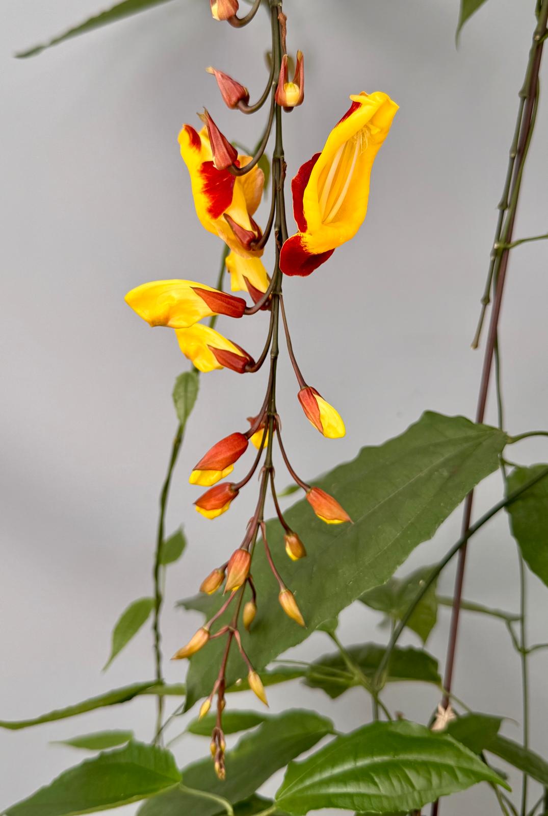 Thunbergia mysorensis (Leaf Cutting)