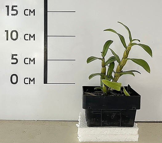 Dendrobium Jiaho Candy "Big Compact Plant"