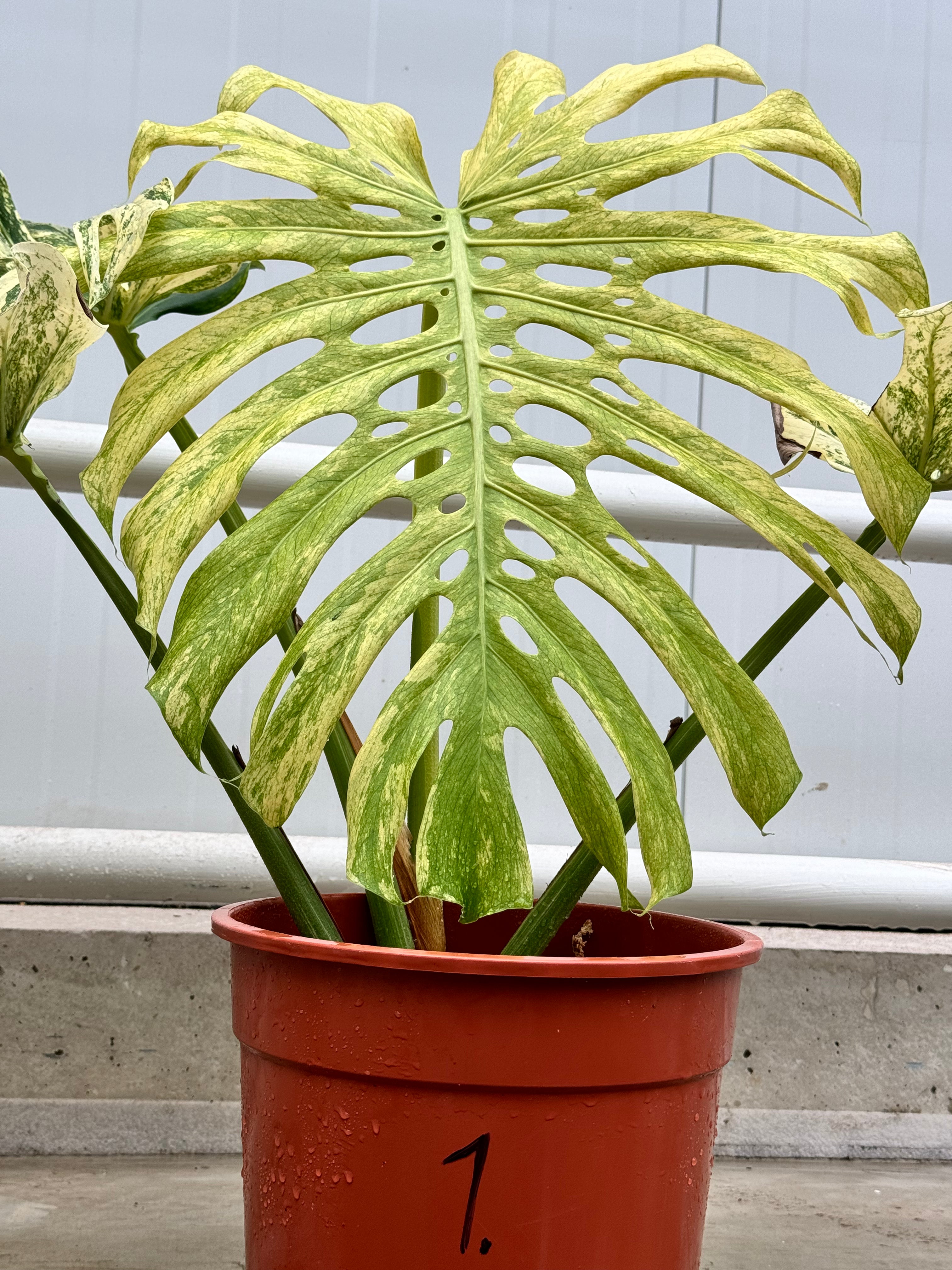 Monstera Full Mint deliciosa borsigiana Variegata "Groß pflanze"