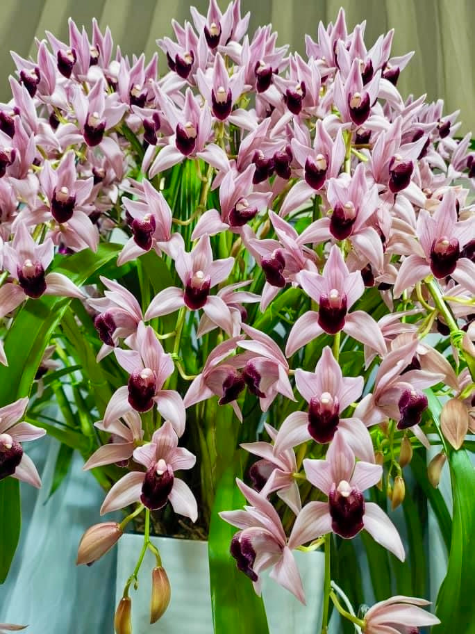 Cymbidium Devon Wine "Million Veil"