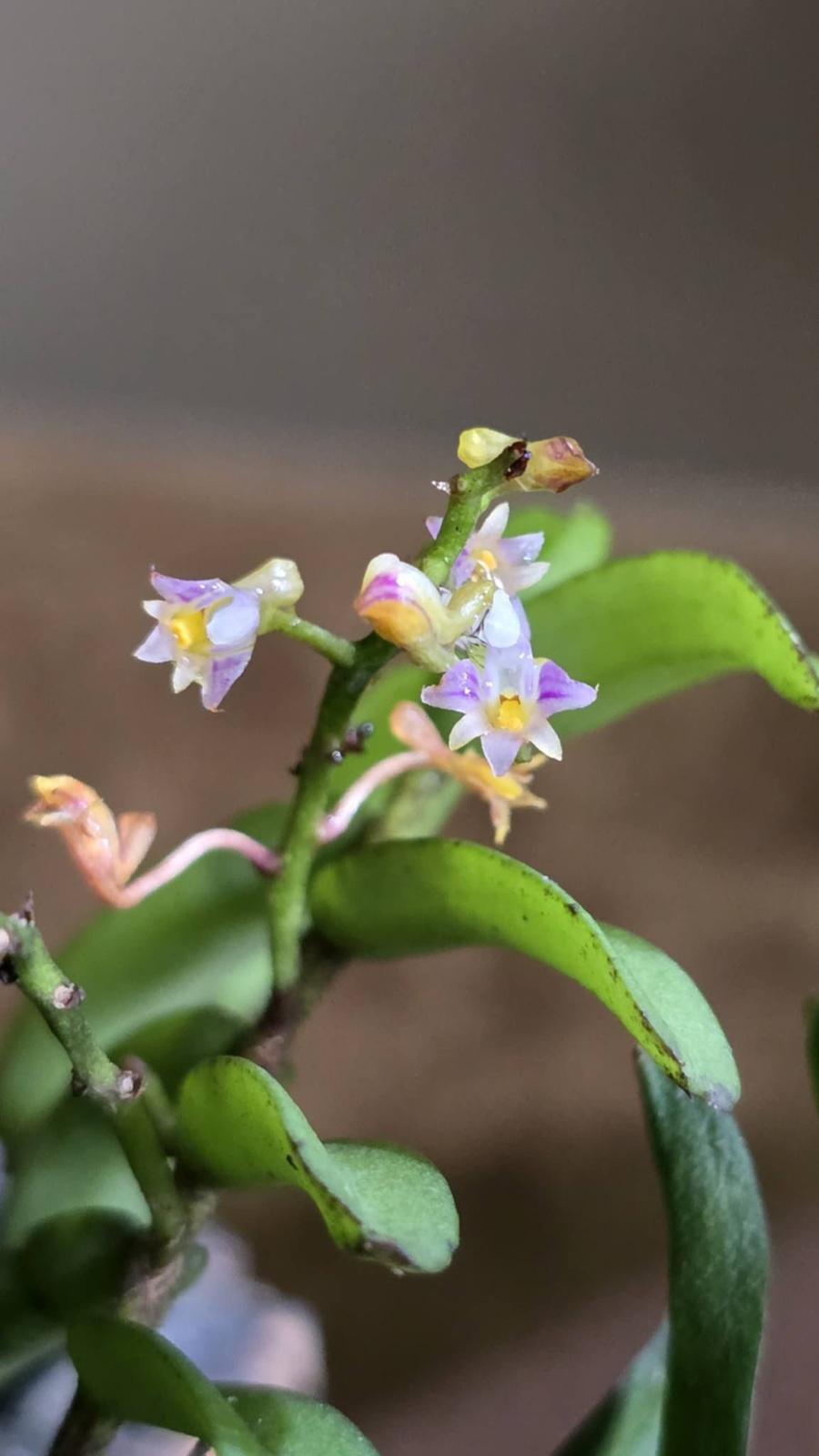 Schoenorchis spp