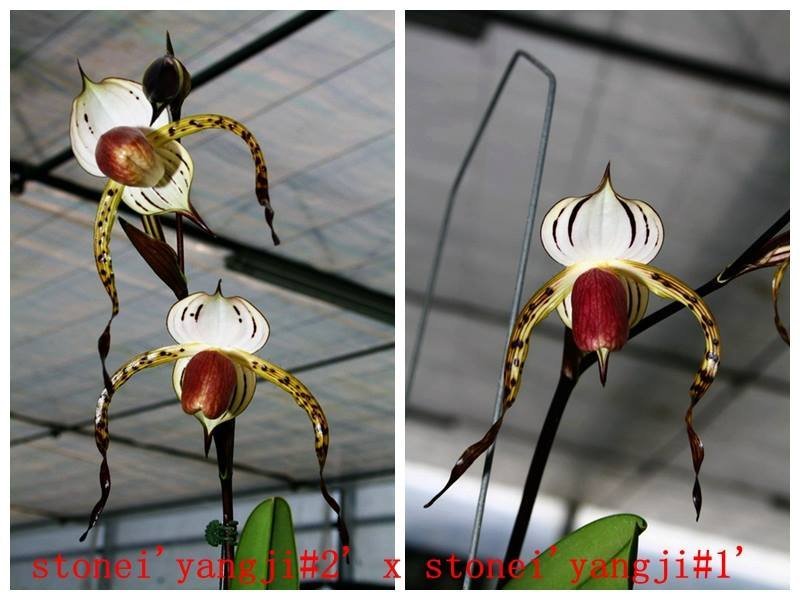Paphiopedilum stonei x sib (''Red Pouch'' x' 'HOF Best'')