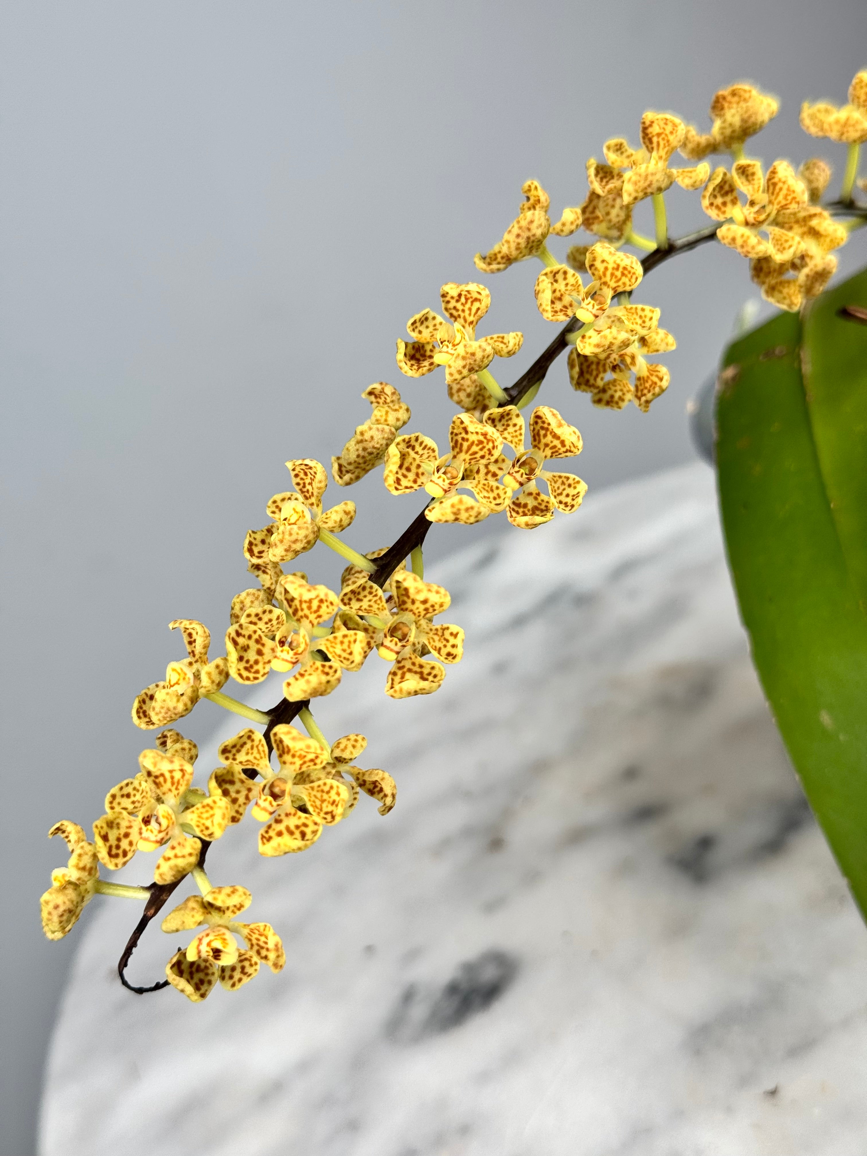 Rhinerrhizopsis moorei