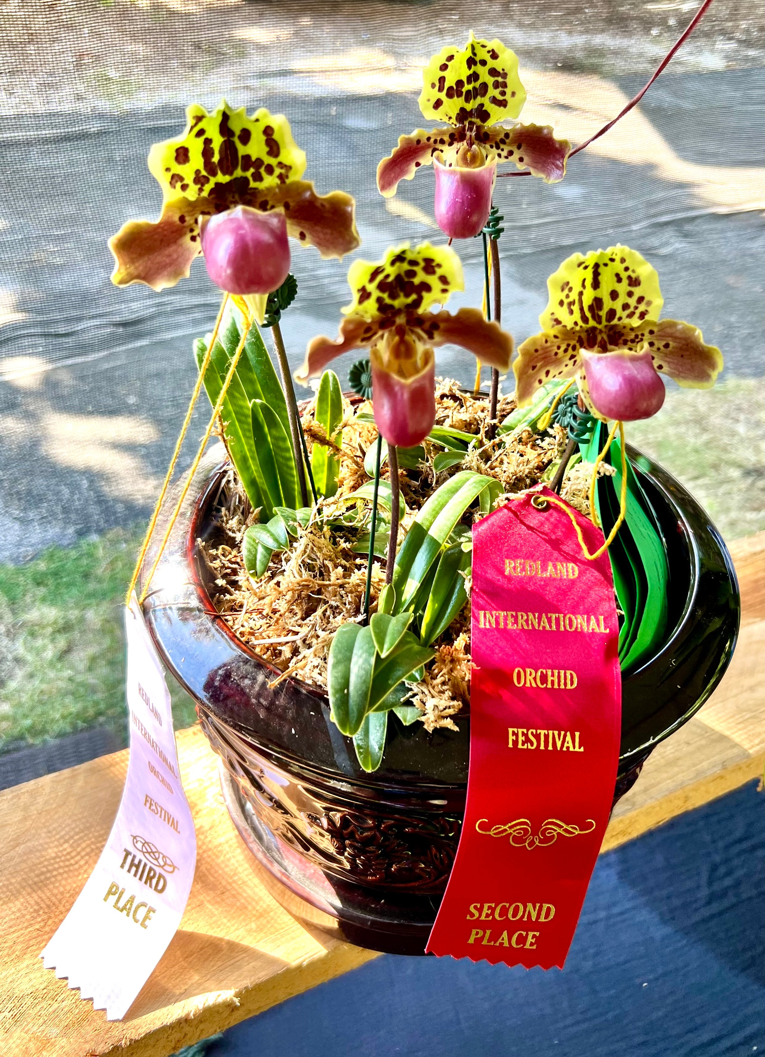 Paphiopedilum henryanum