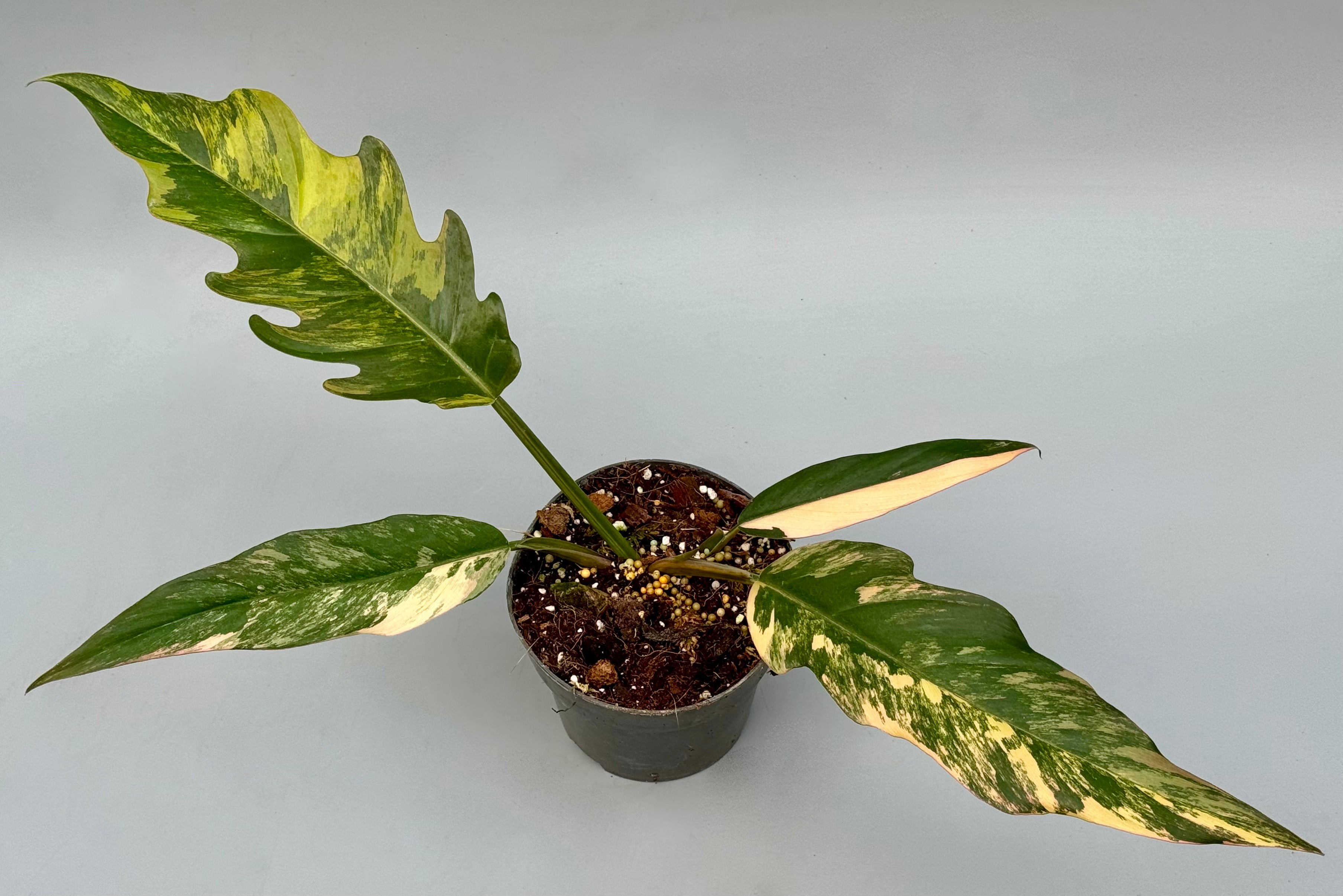 Philodendron Caramel Marble (Medium Plant)