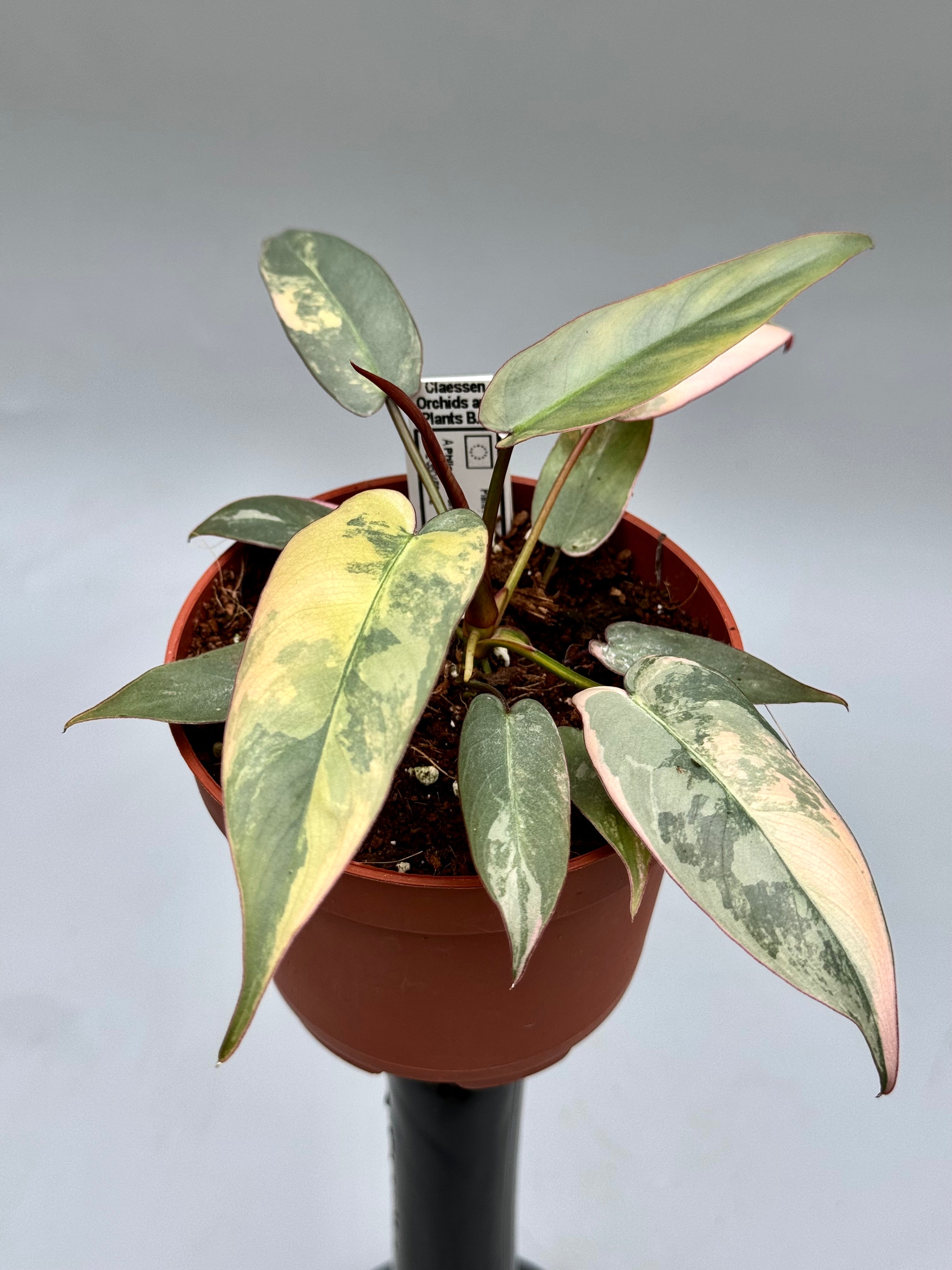 Philodendron atabapoense variegata ‘small size ‘