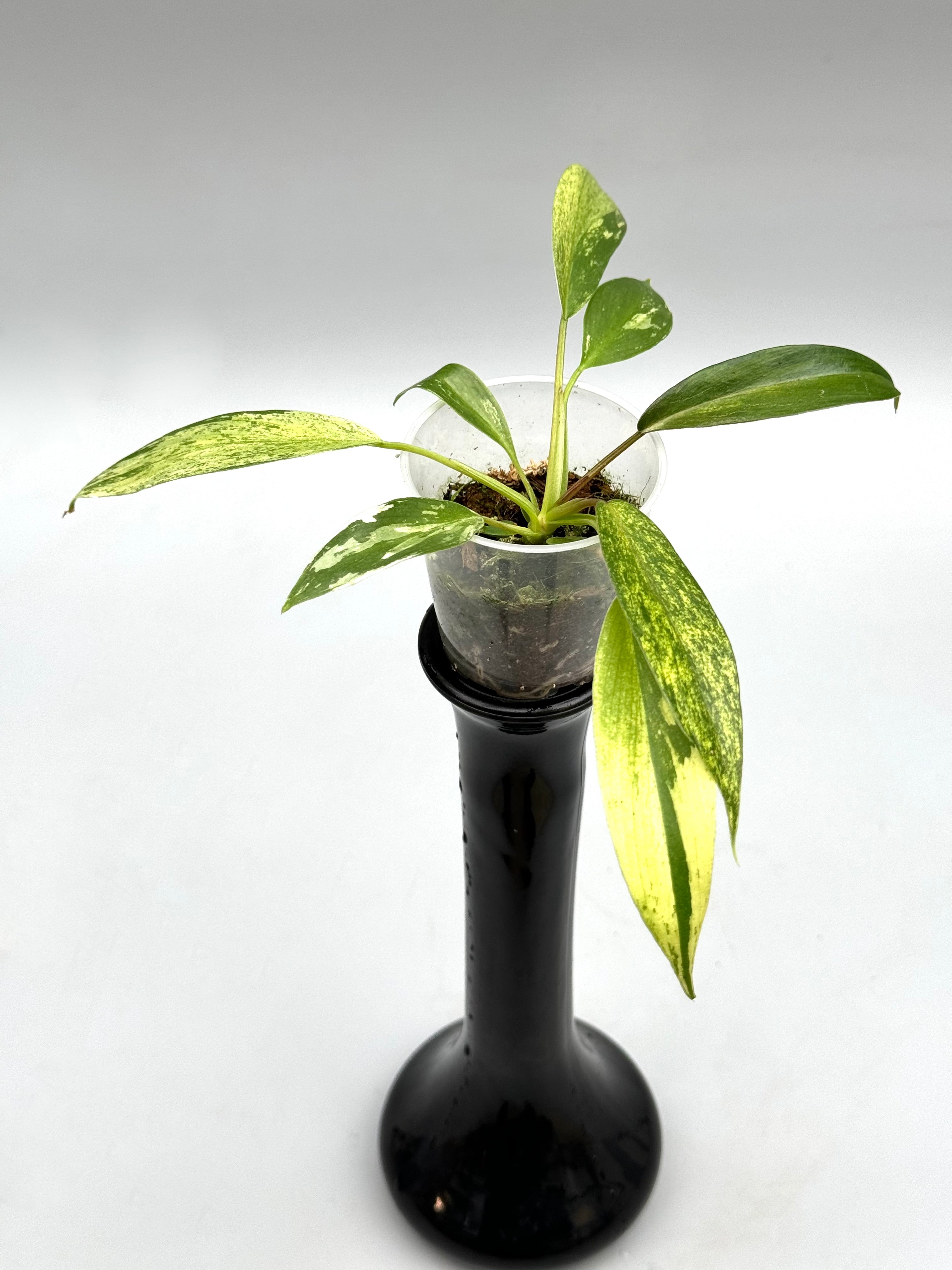 Philodendron joepii Variegated (Baby Plant)