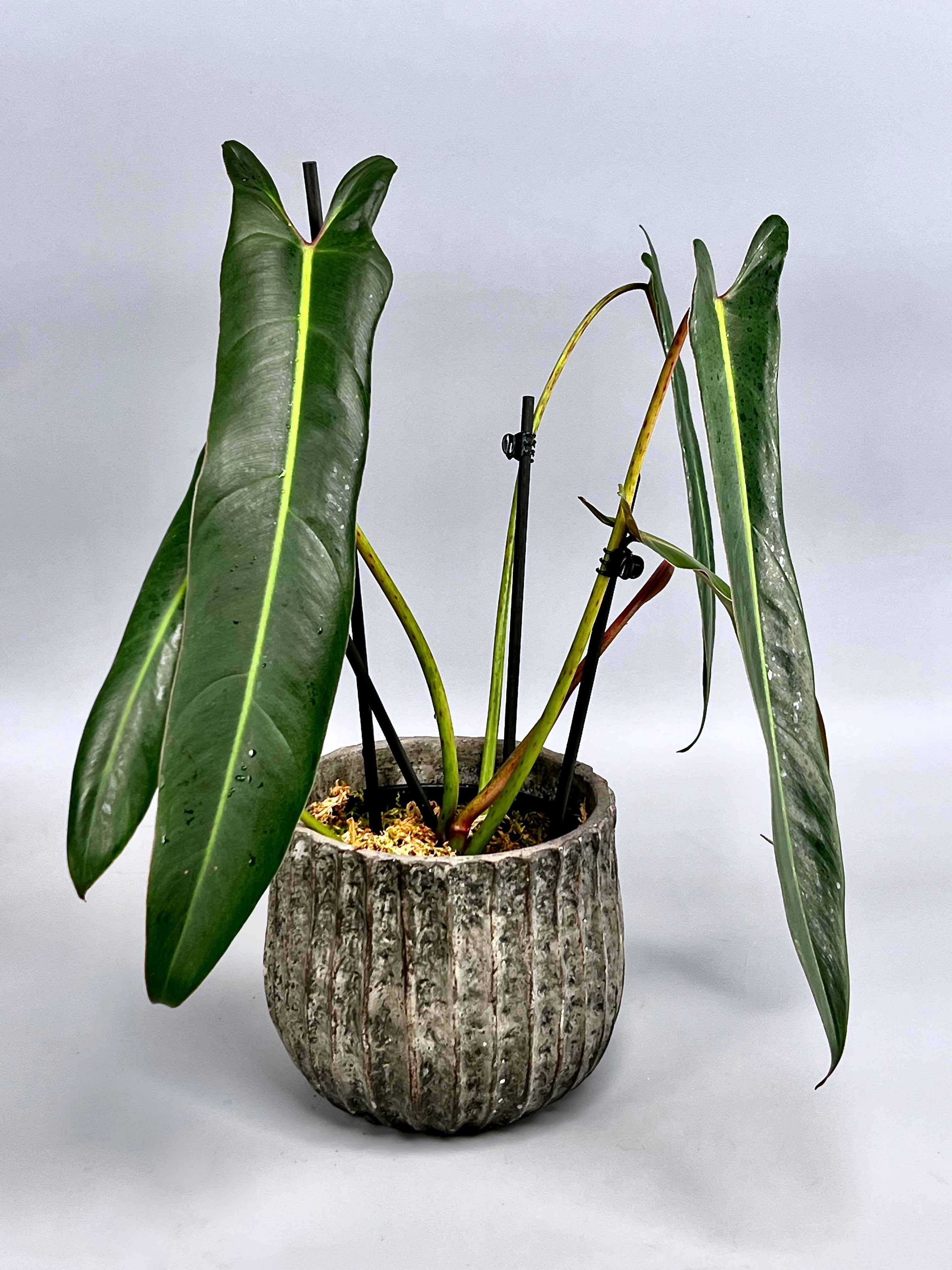 Philodendron spiritus sancti (Big Plant) Leaves 35 cm