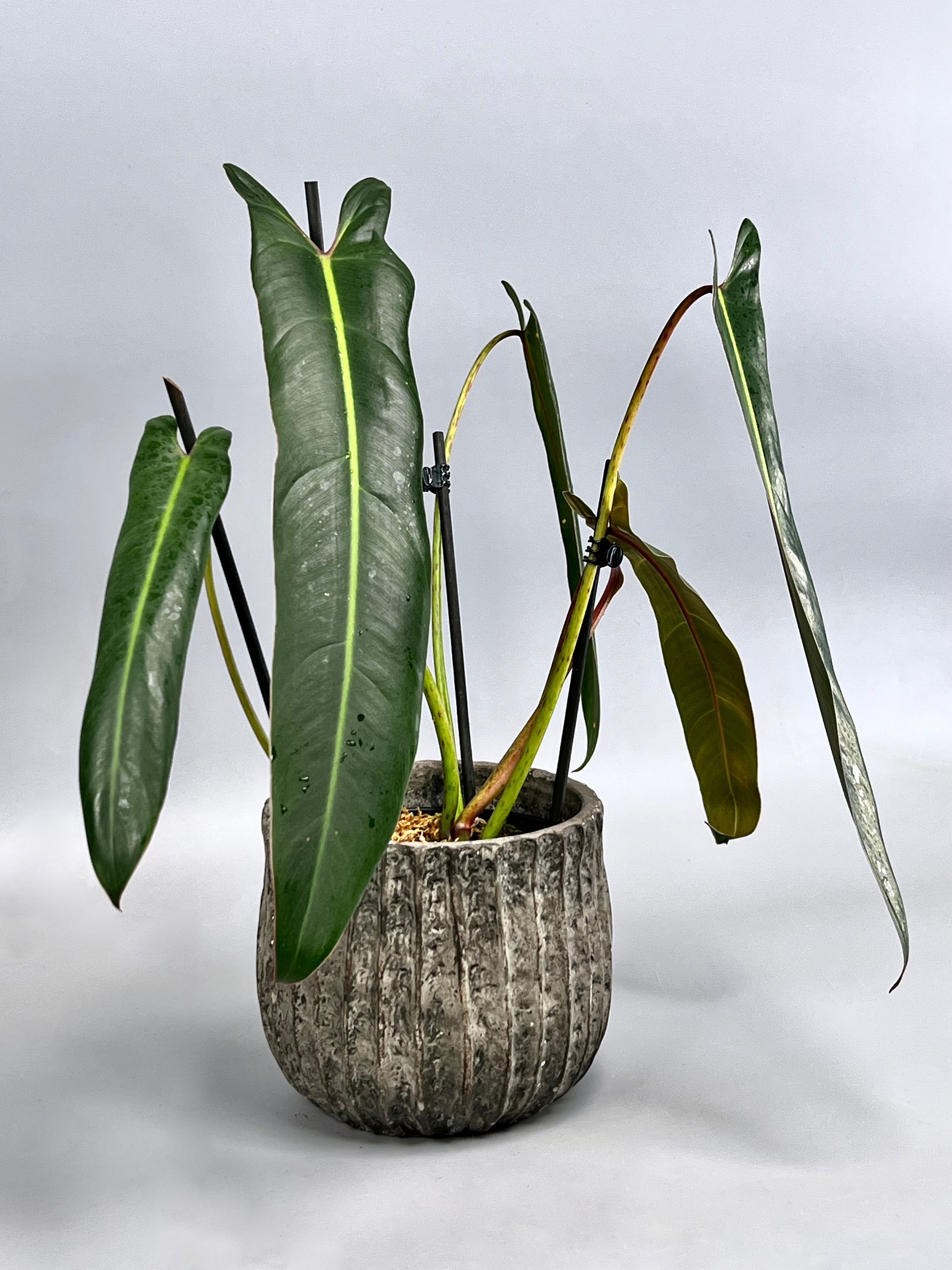 Philodendron spiritus sancti (Big Plant) Leaves 35 cm