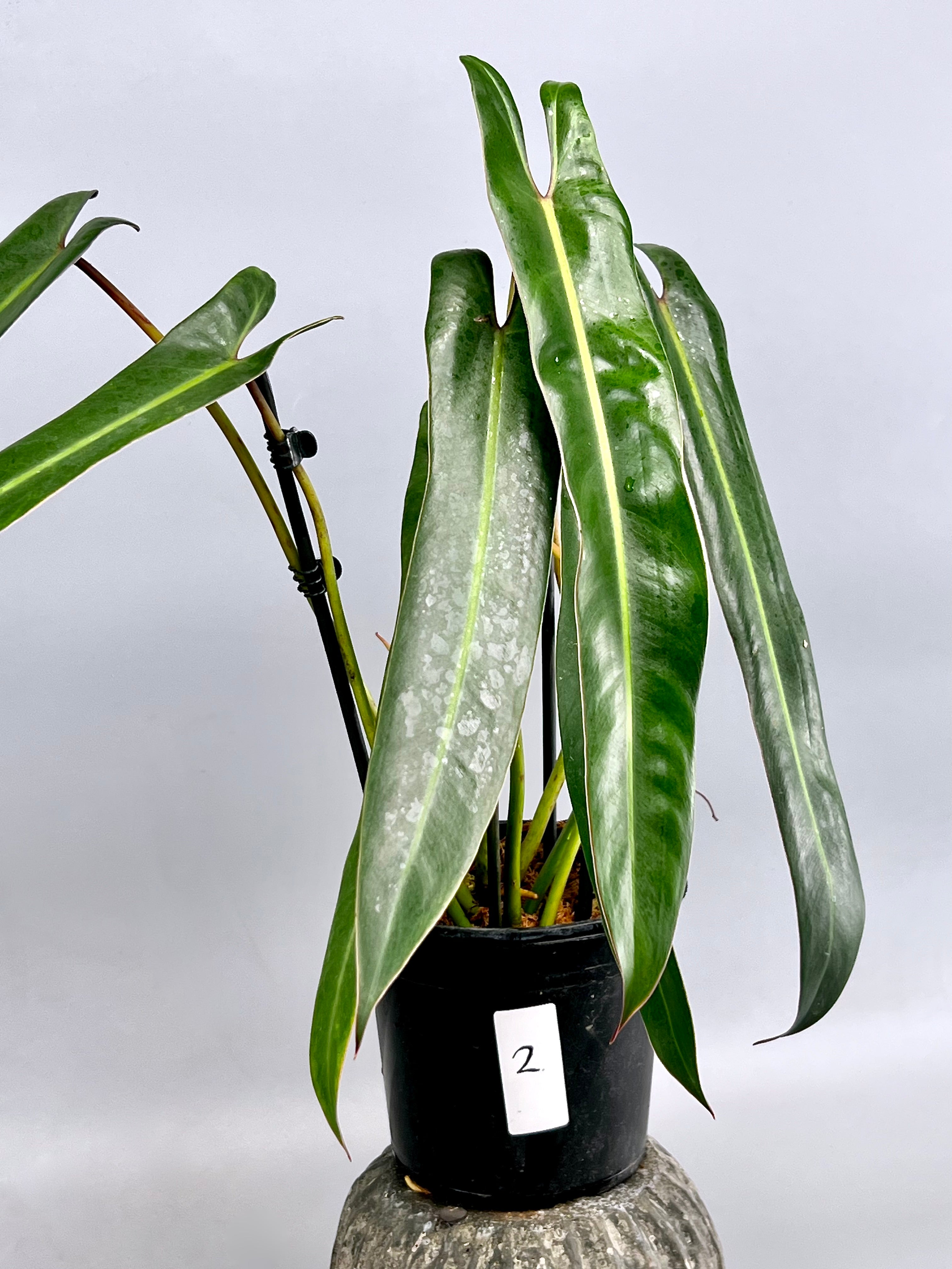 Philodendron spiritus sancti (Big Plant) Leaves 35/40 cm leaves (+ Lots of Leaves)