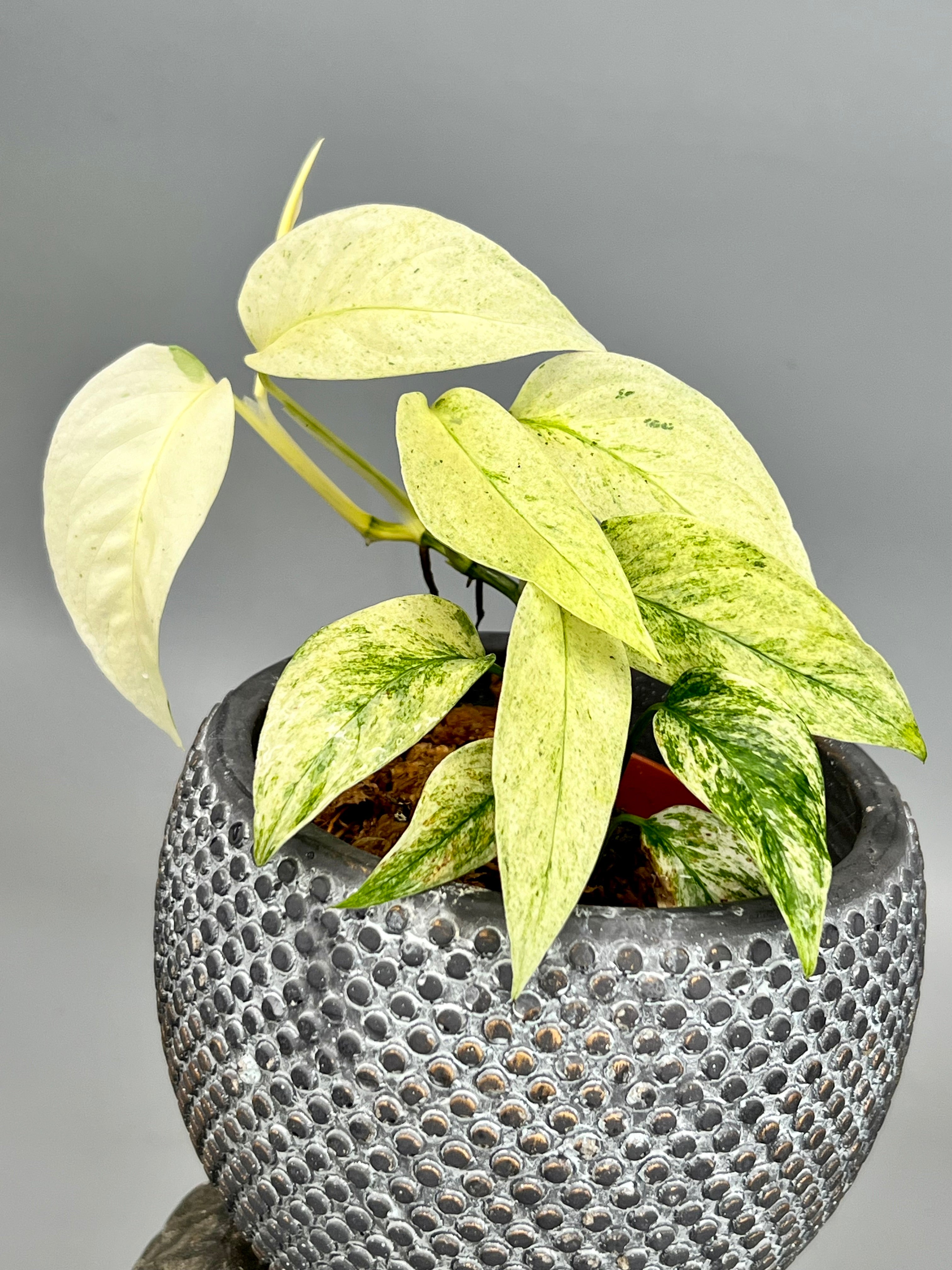 monstera laniata mint variegated Monstera laniata variegata mint