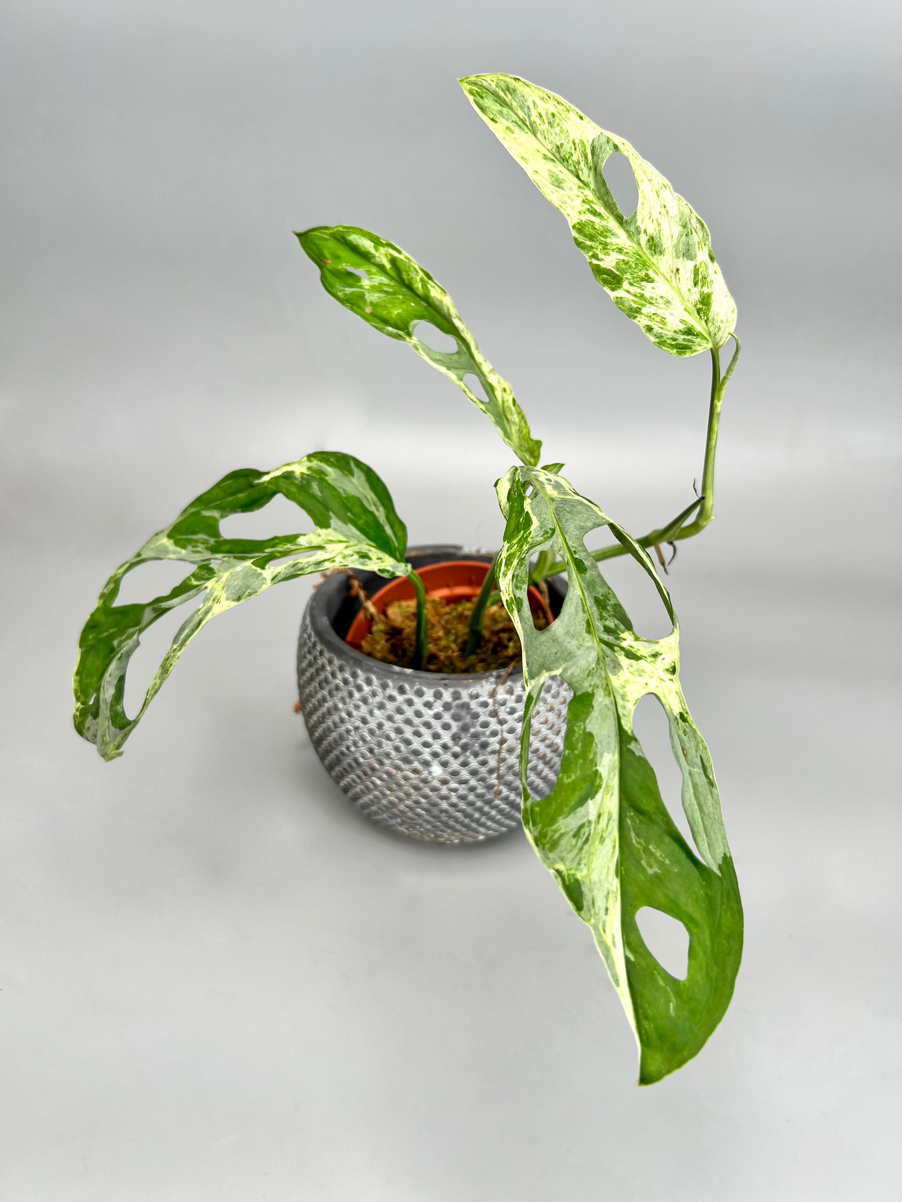 Monstera adansonii 'Indonesian Marble' (1 Leaf Cutting)