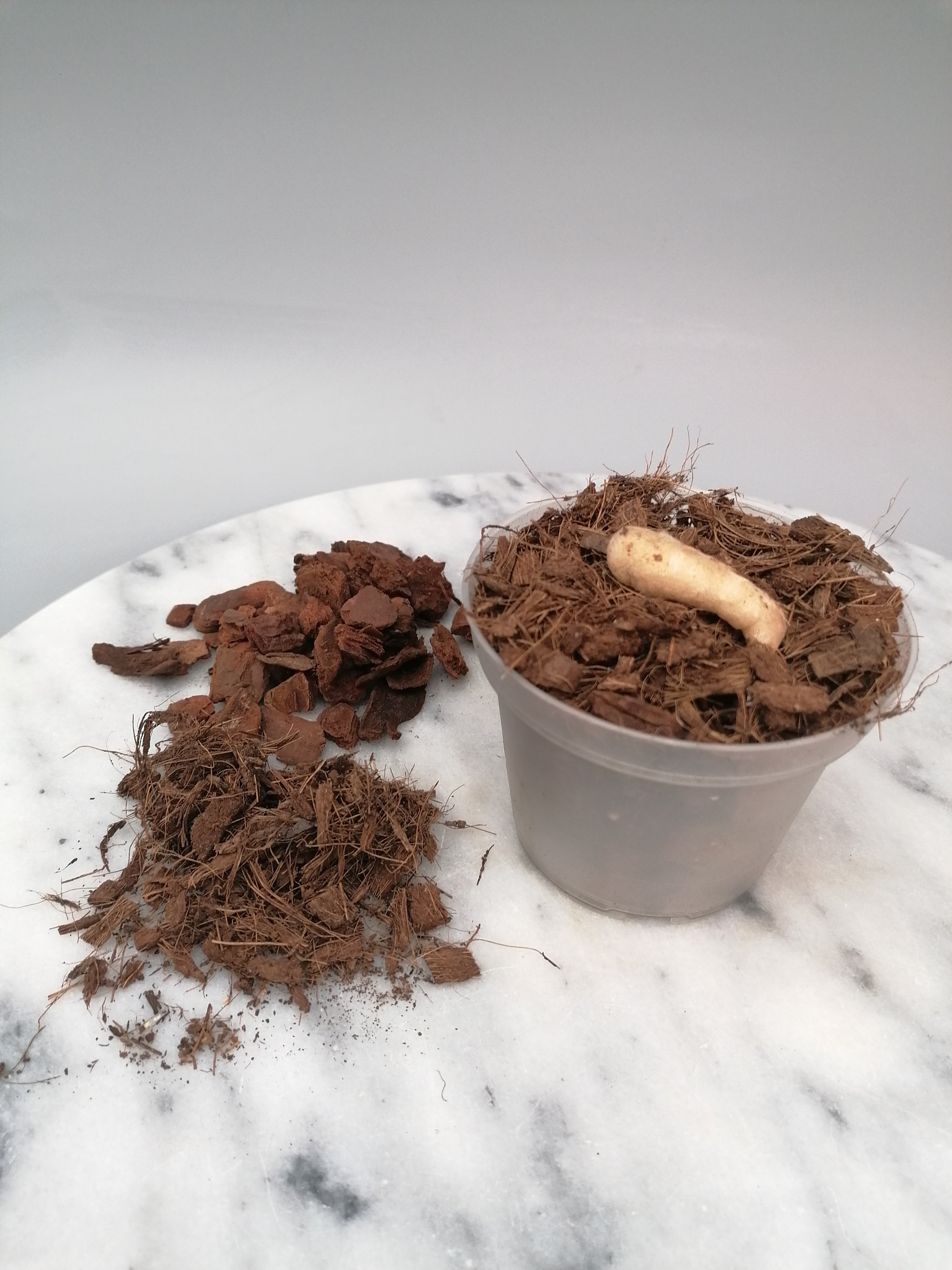 Habenaria carnea XXL