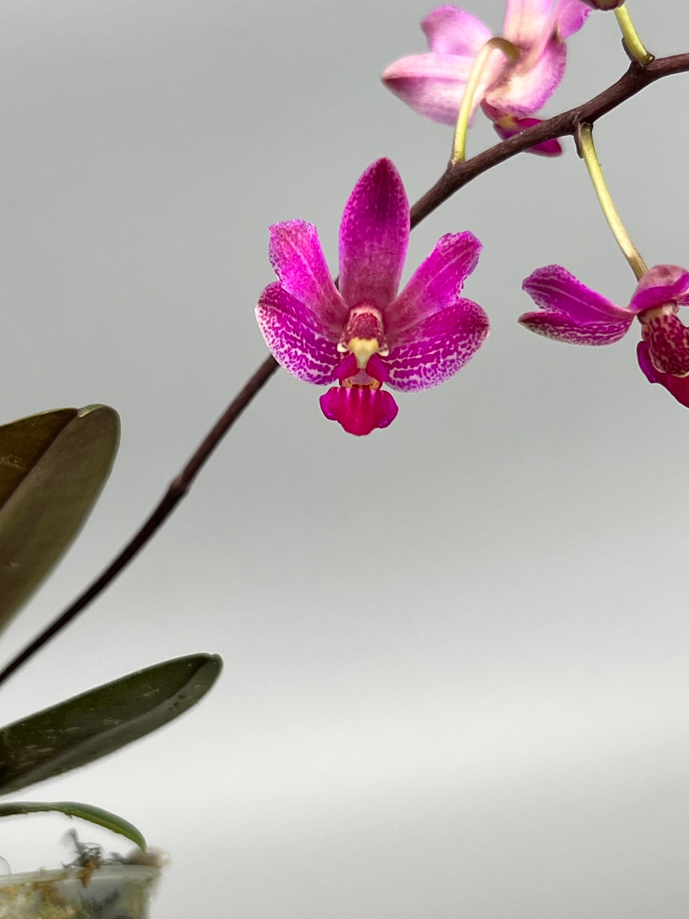 Phalaenopsis San Shia Swan