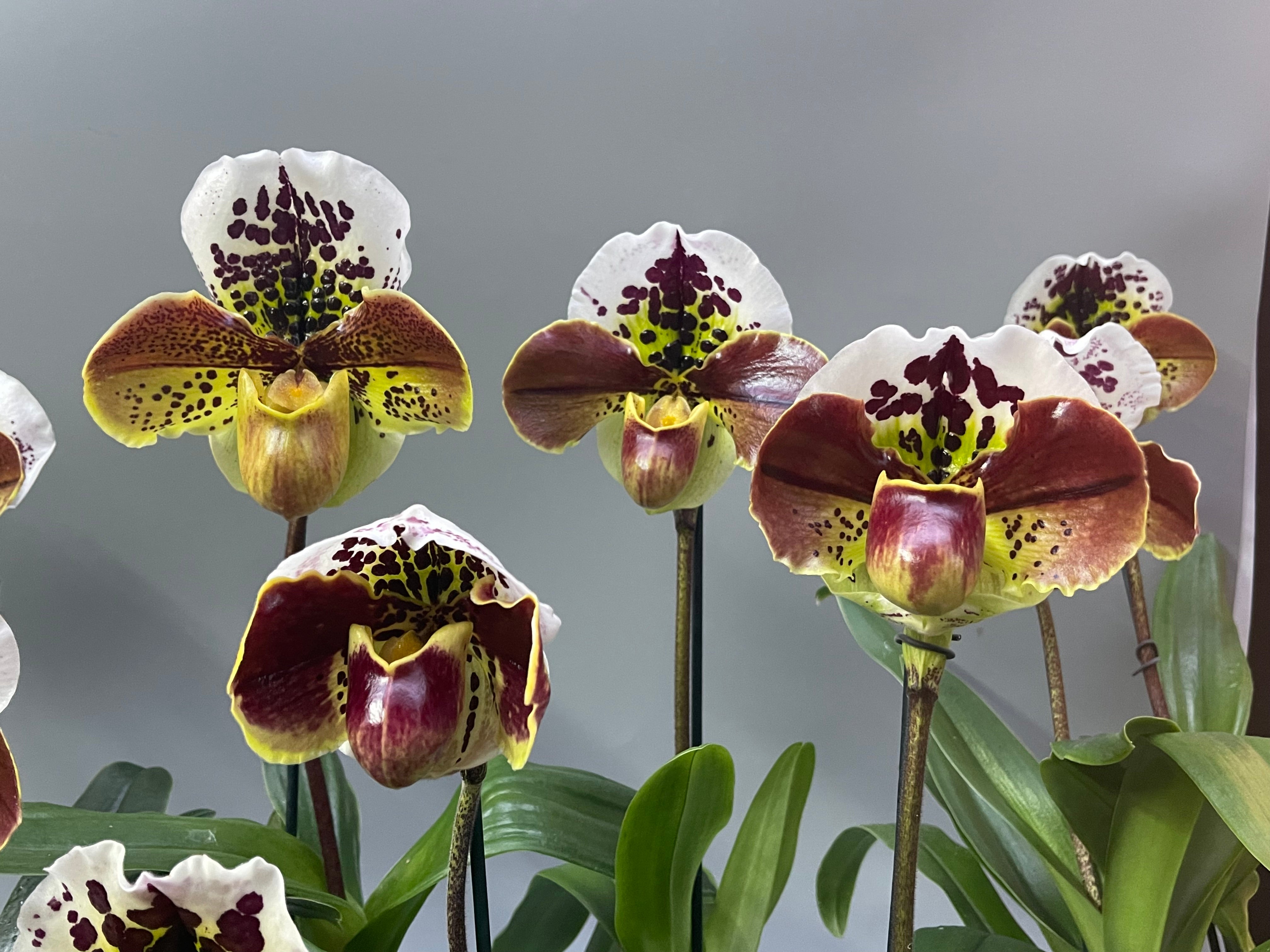Paphiopedilum Queenslander ‘The Queeen’ SM/JOGA