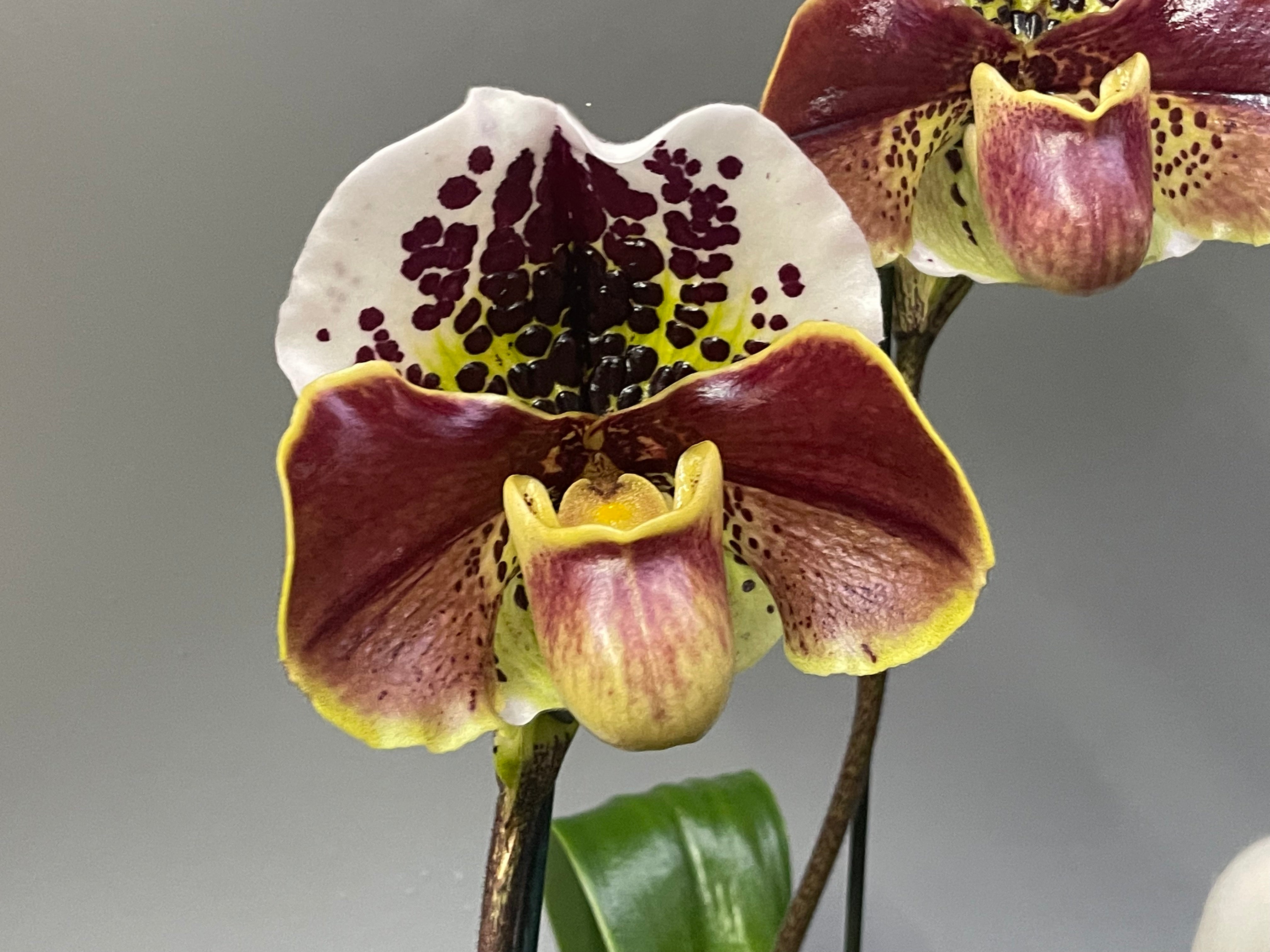 Paphiopedilum Queenslander ‘The Queeen’ SM/JOGA