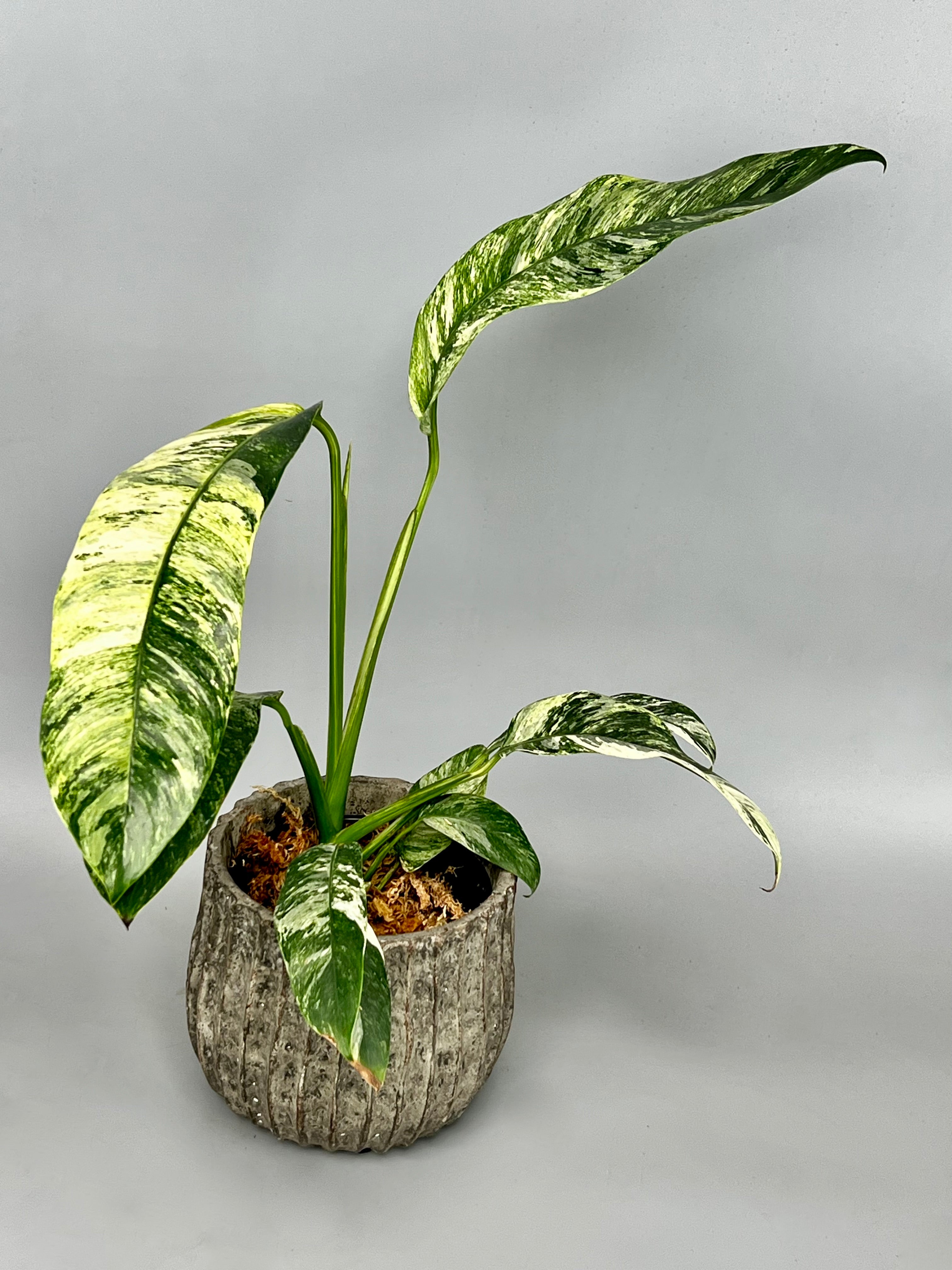 Epipremnum giganteum Variegated albo 'Big Plant'