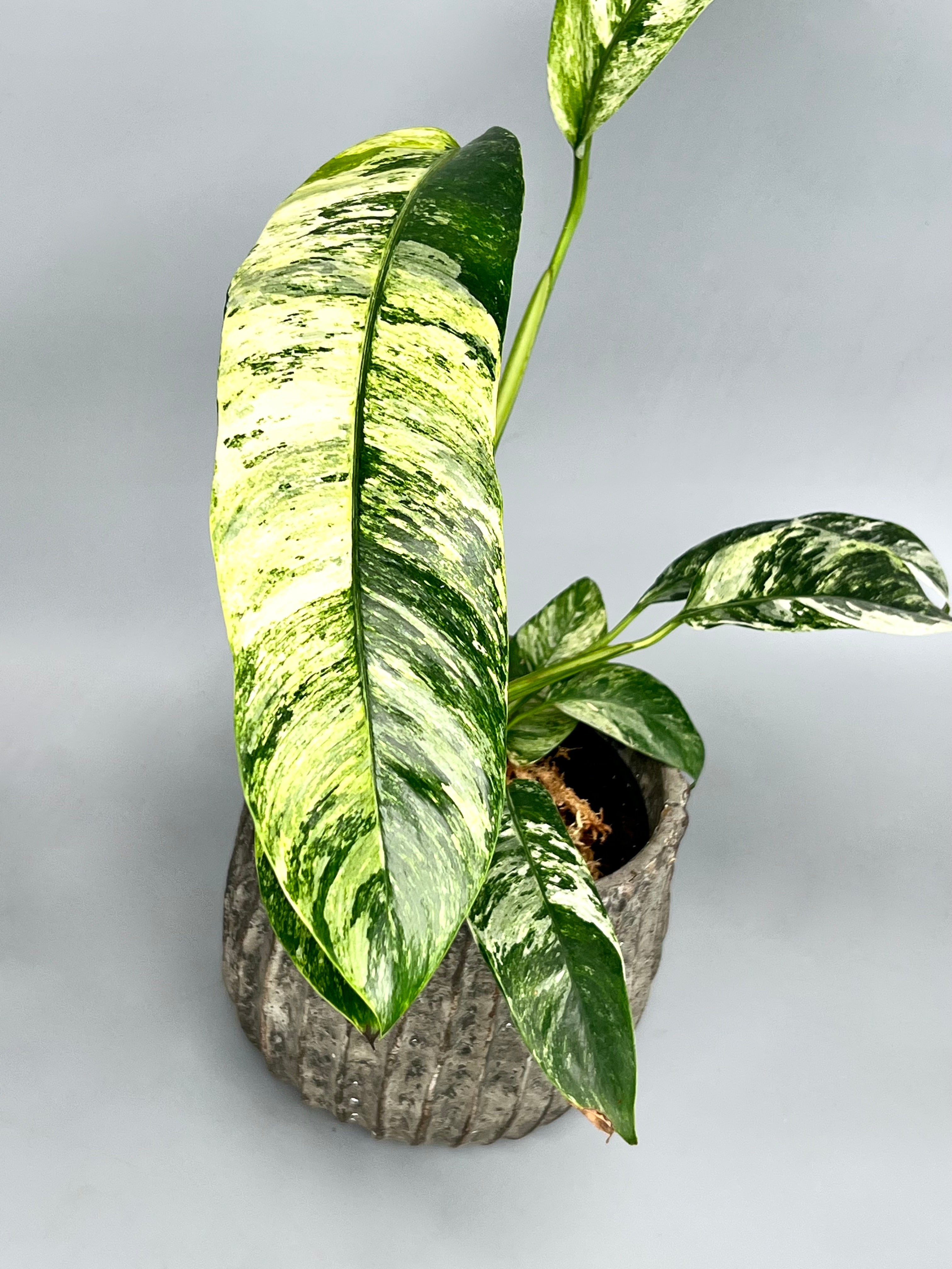 Epipremnum giganteum Variegated albo 'Big Plant'