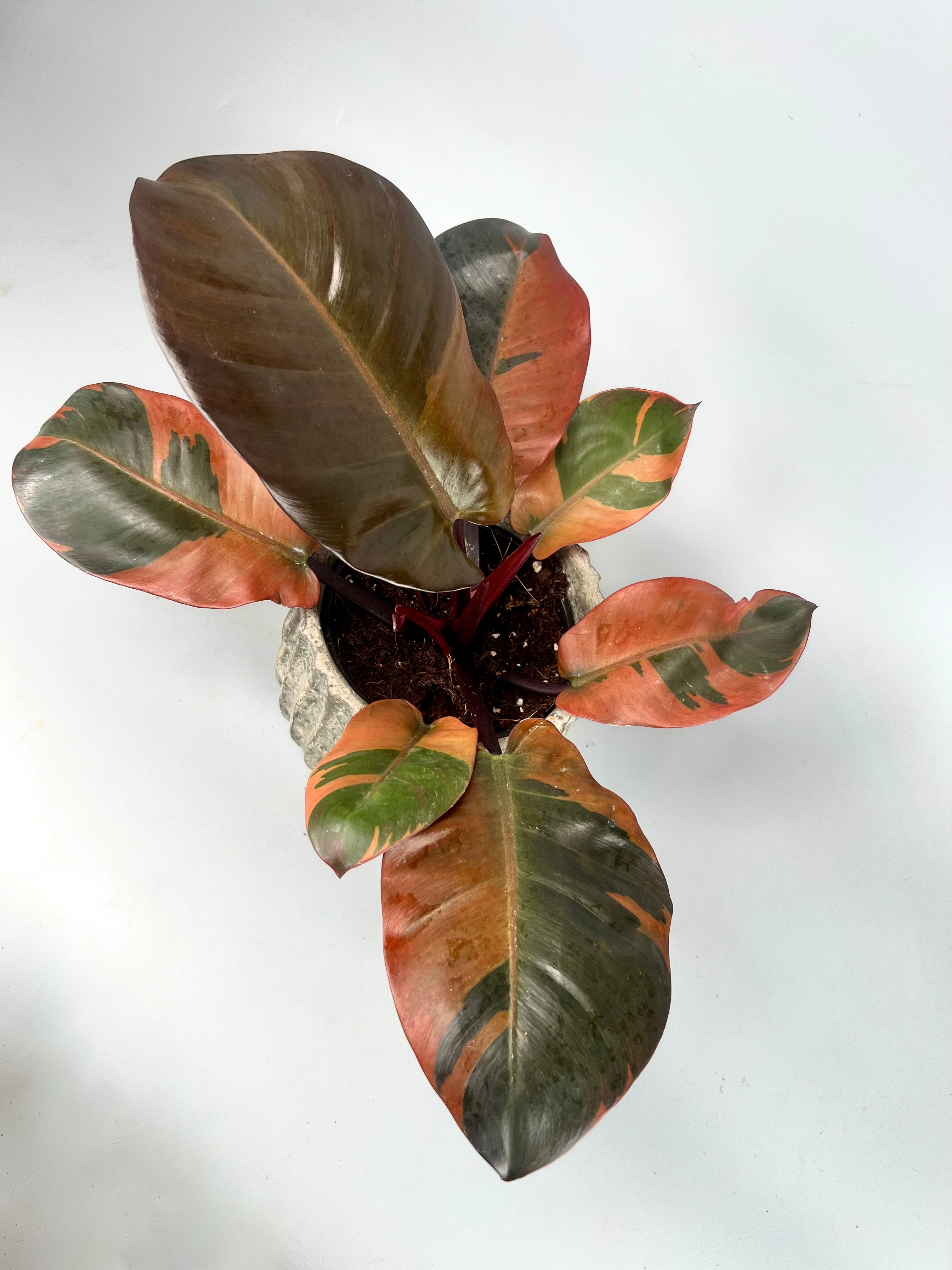 Philodendron "Black Cardinal" Variegated