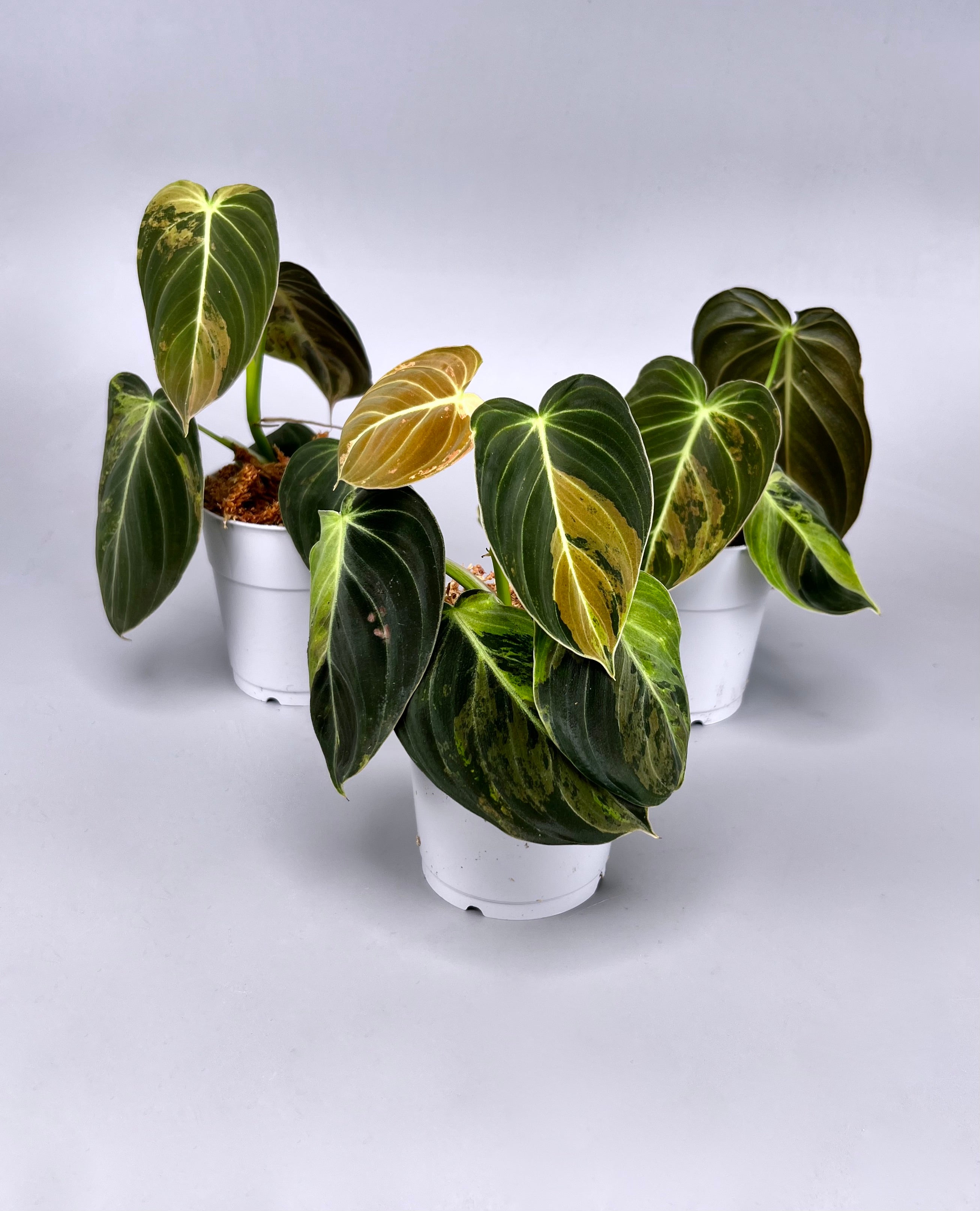 philodendron kwekerij Philodendron melanochrysum variegata "3-4 Leaves"