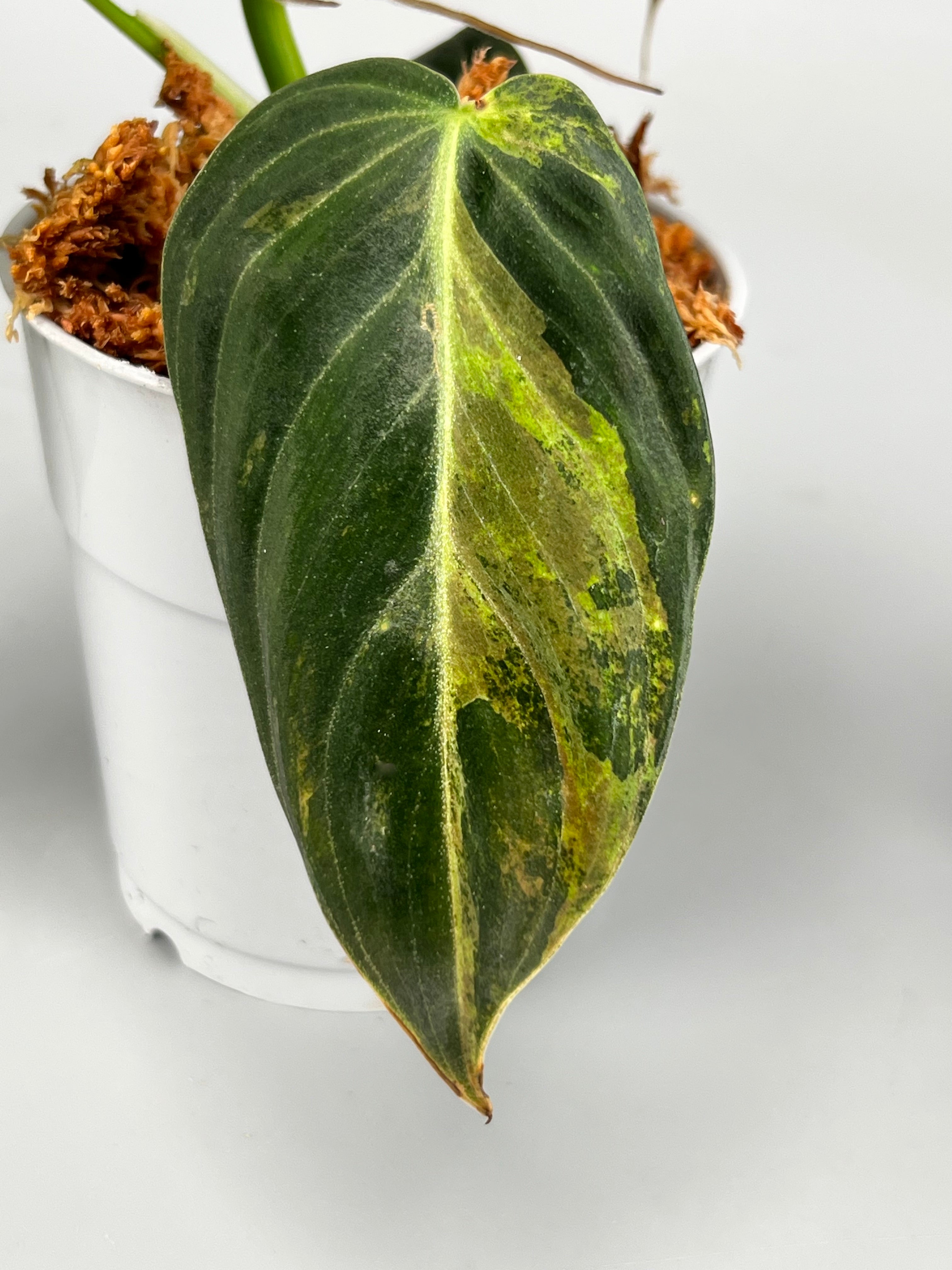 Philodendron melanochrysum variegata "3-4 Leaves"