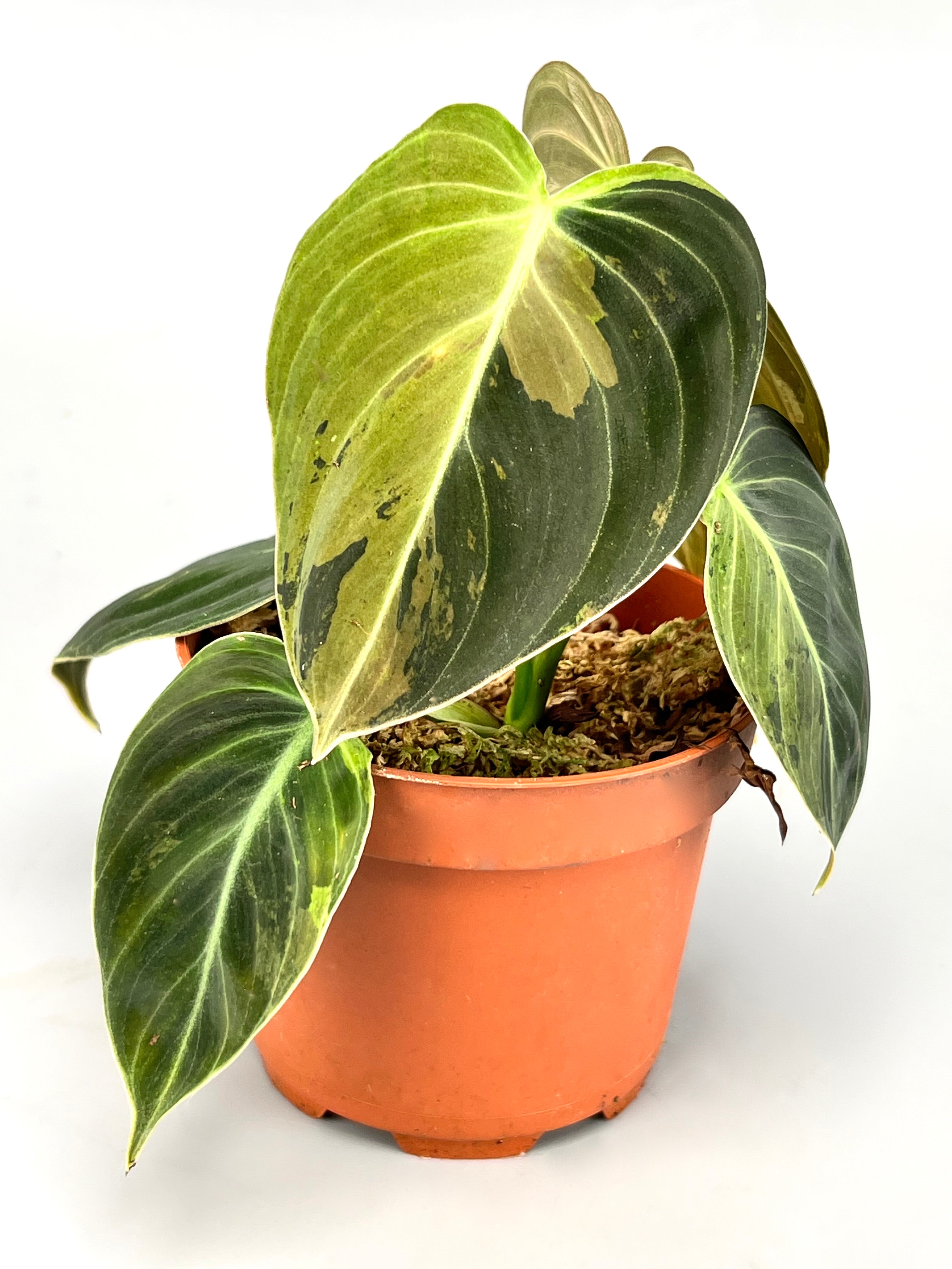 Philodendron melanochrysum variegata "3-4 Leaves"