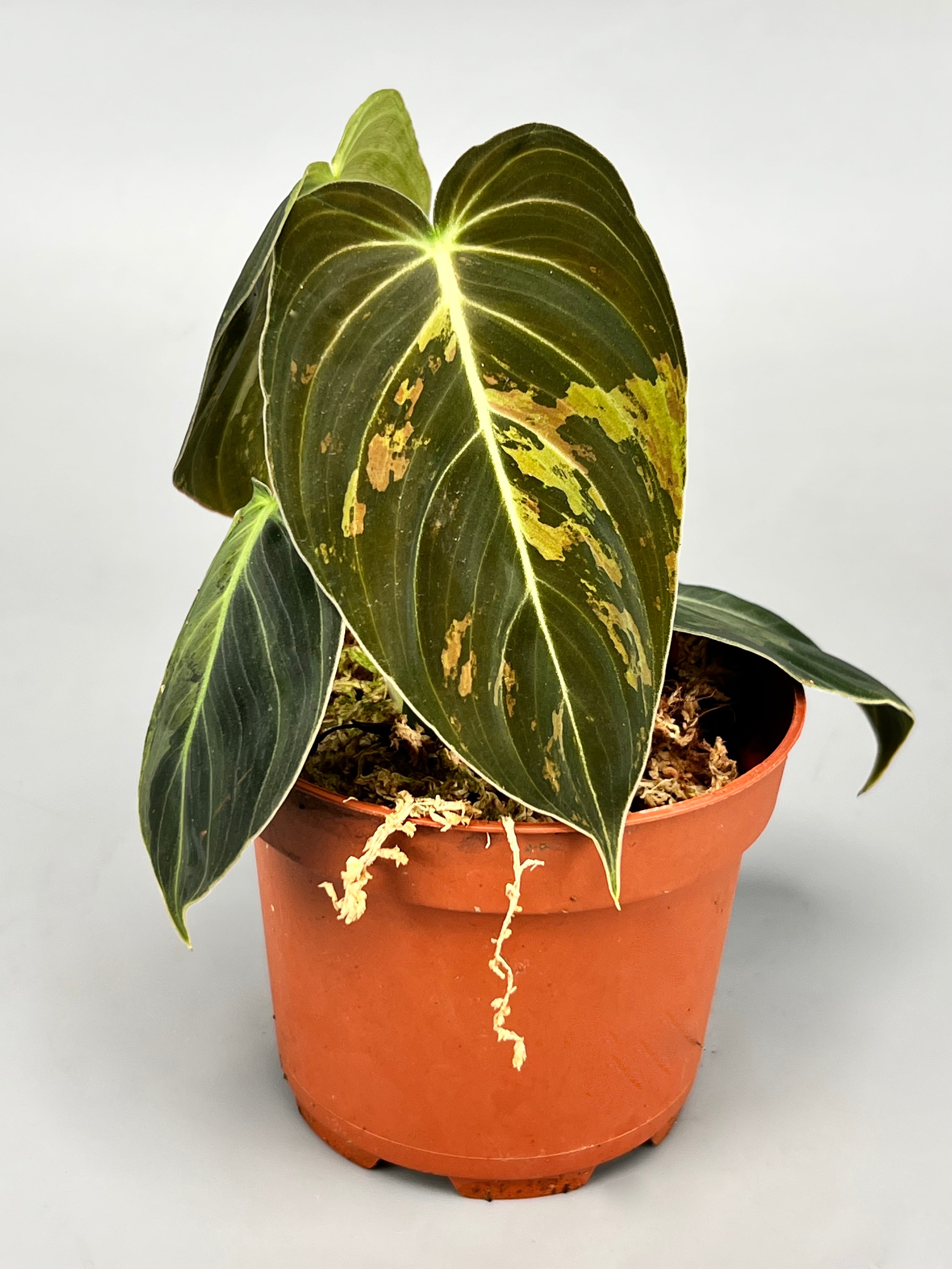 Philodendron melanochrysum variegata ''Big Plant" (2 in 1 pot)