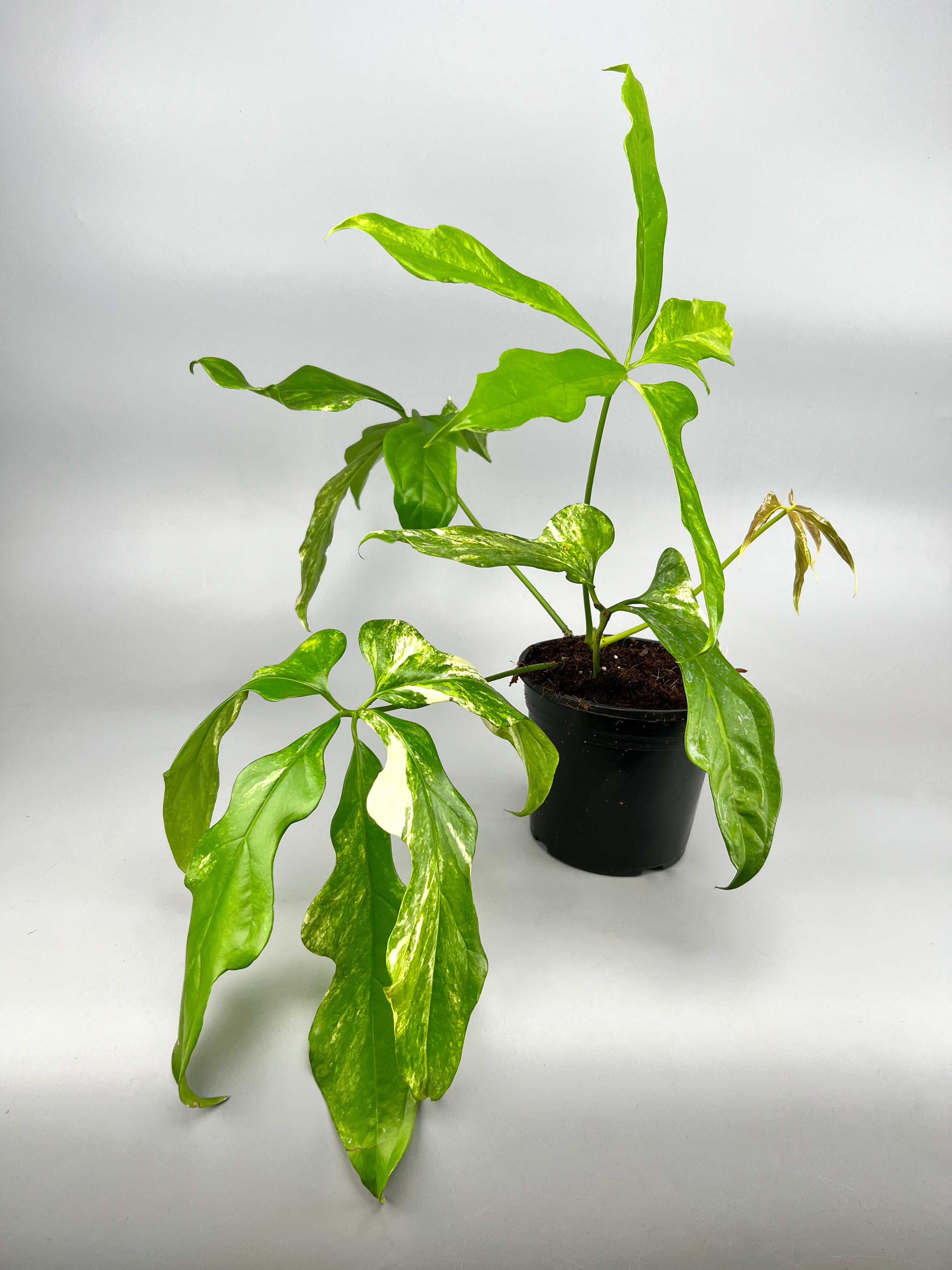 Anthurium pentaphyllum Variegata 'Costa Rica'